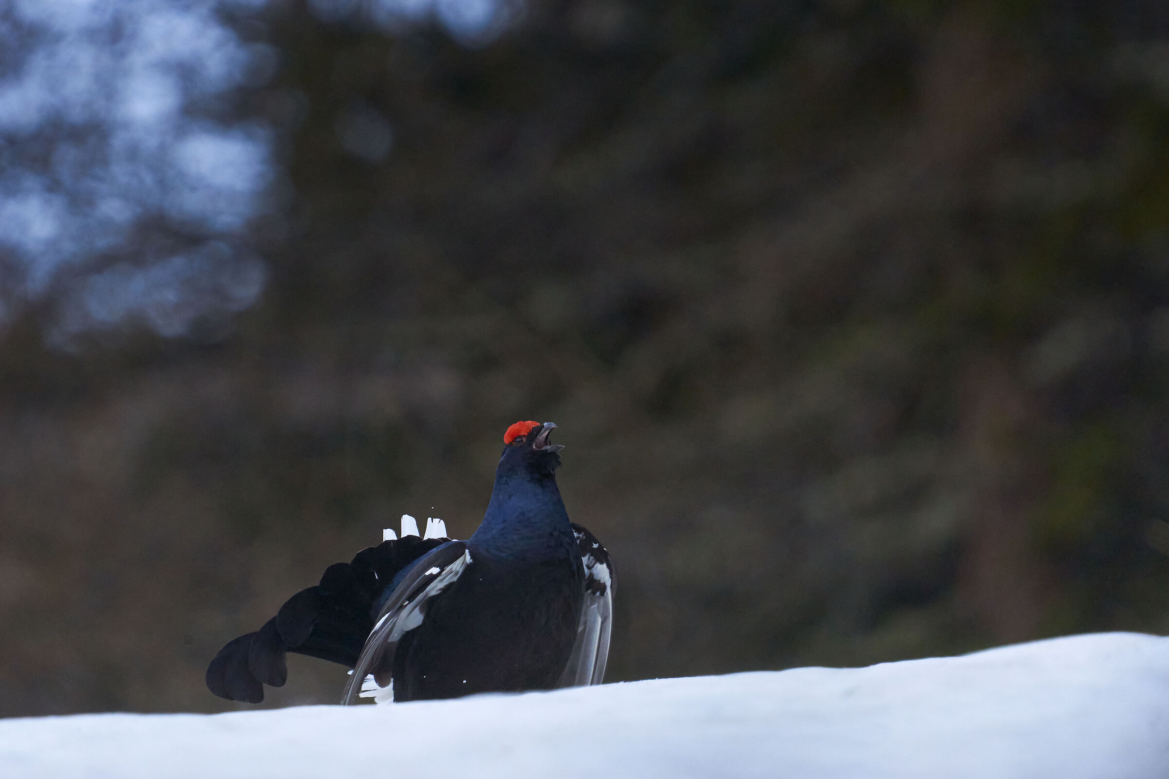 Black grouse