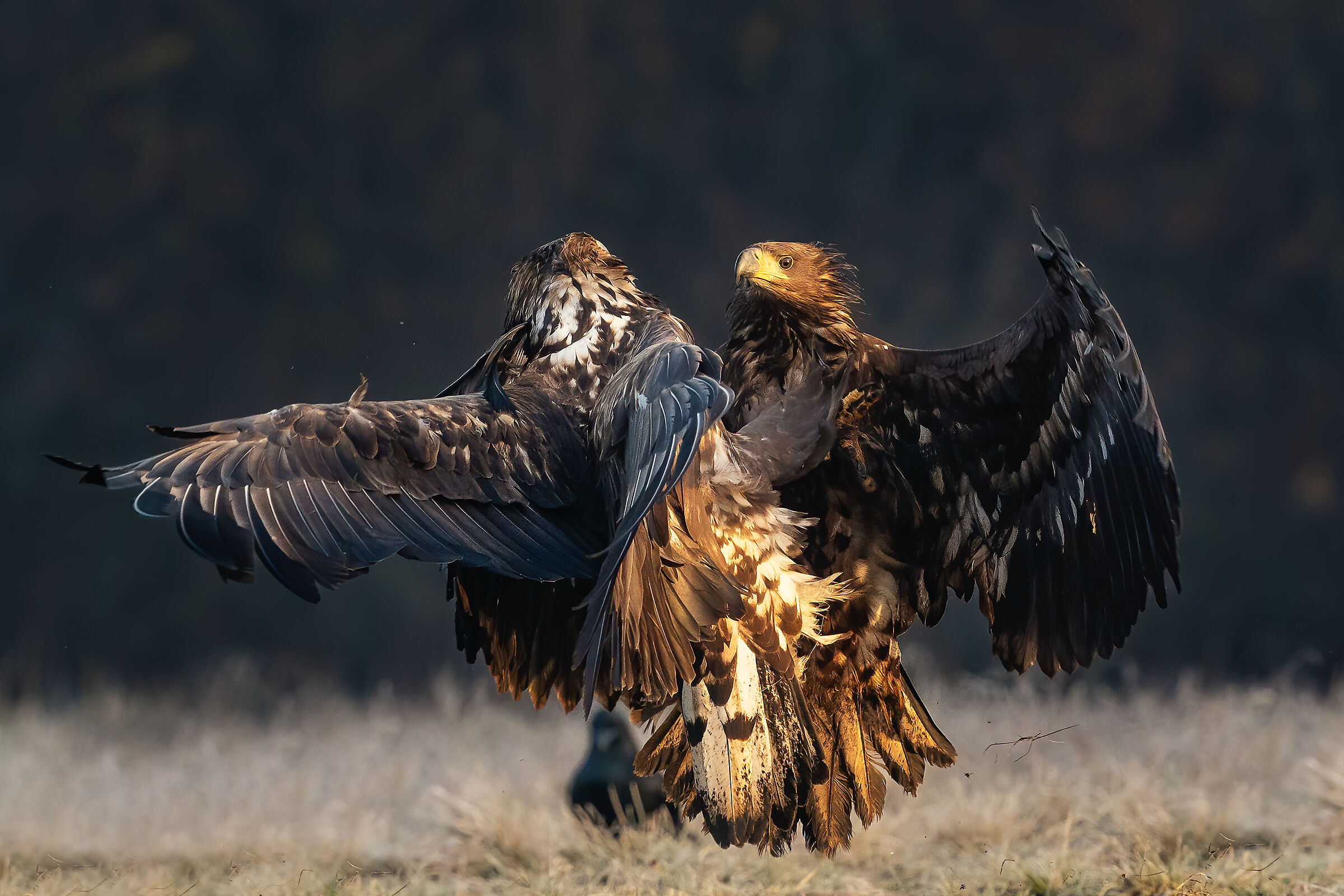 Eagle' fight