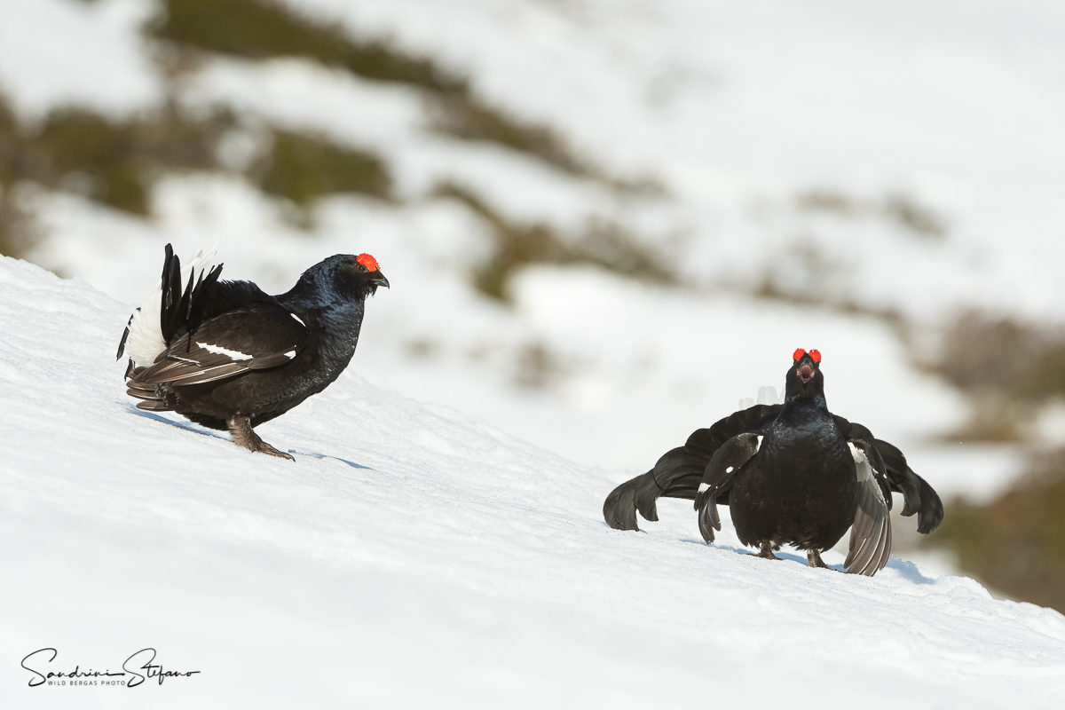 Gallo forcello