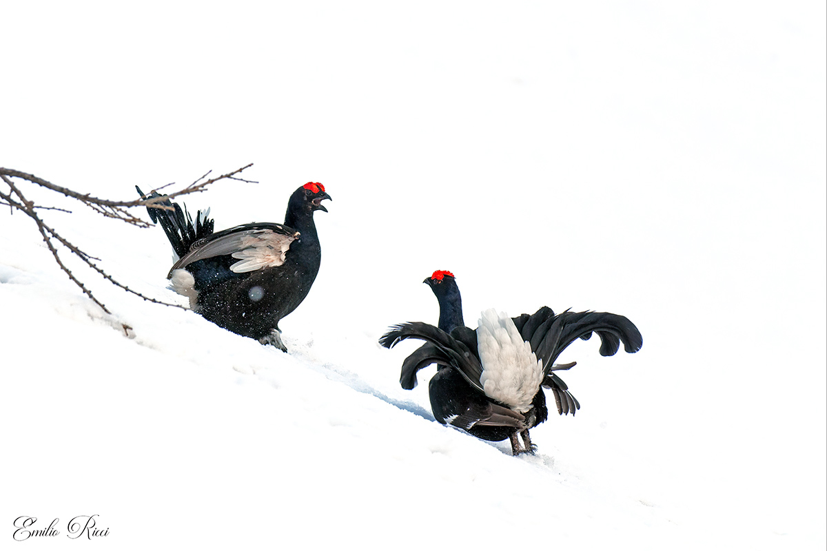 Black grouse