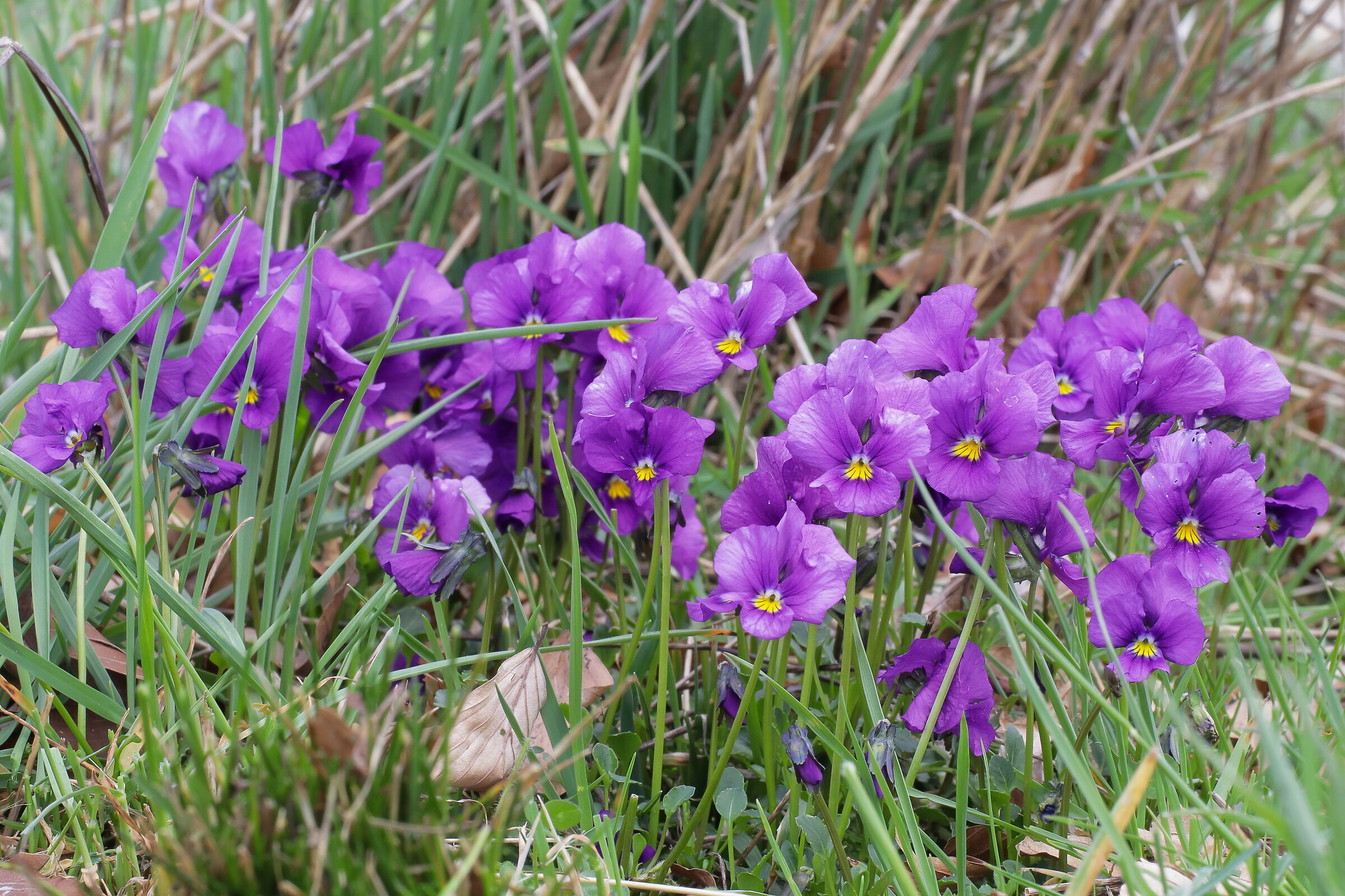 Mountain violets