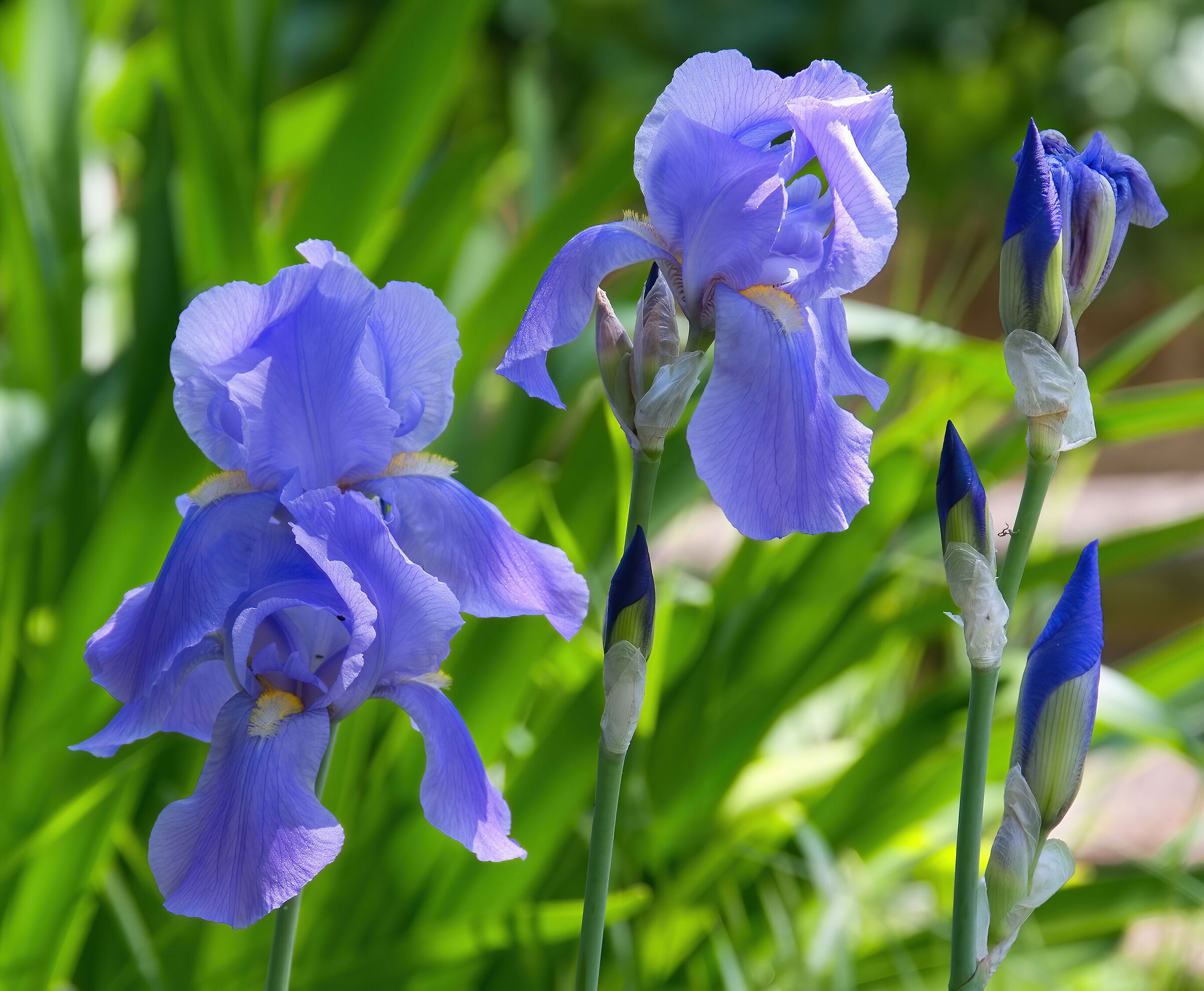 Blue Iris