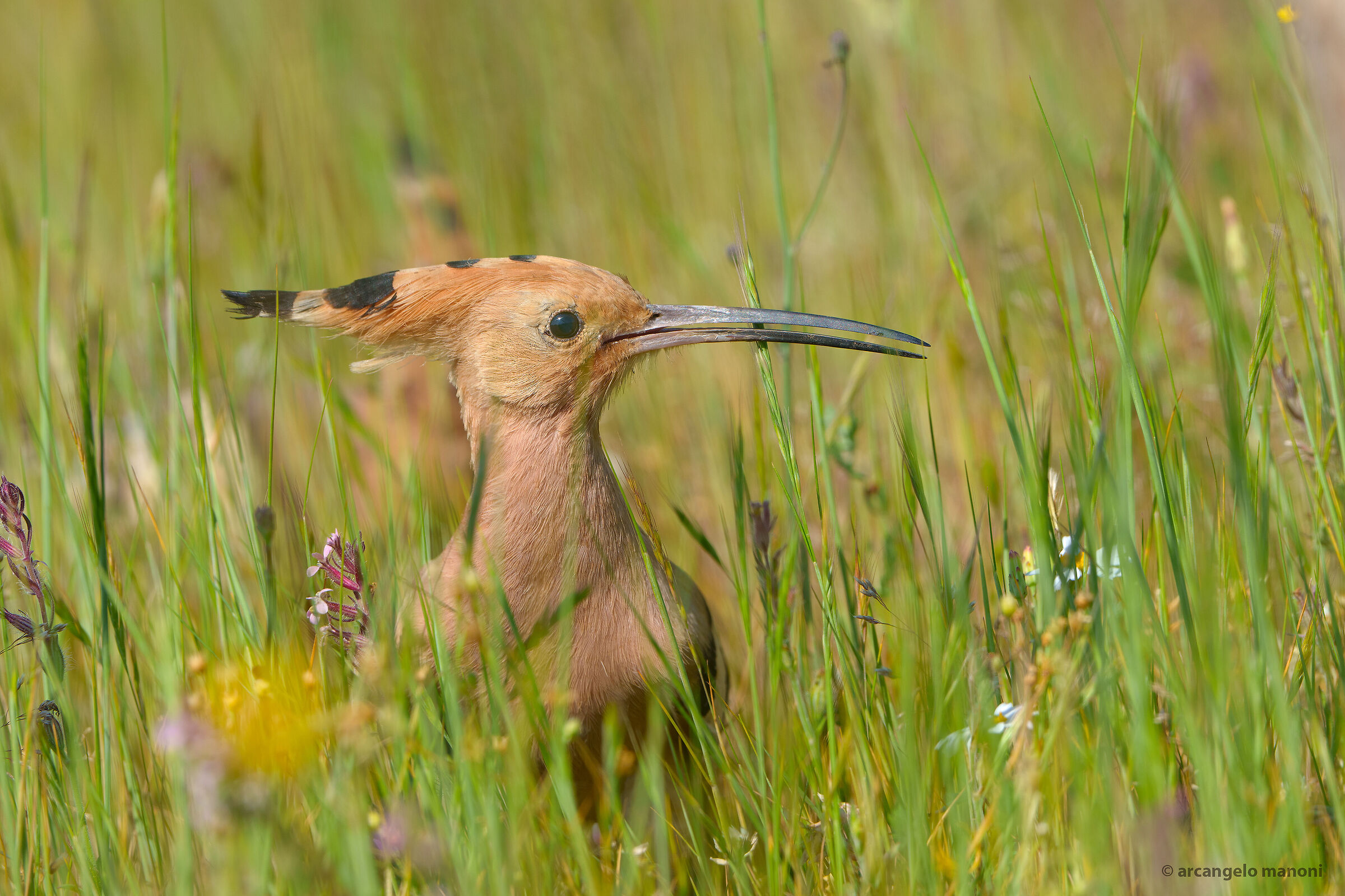 Surrounded by green lawn