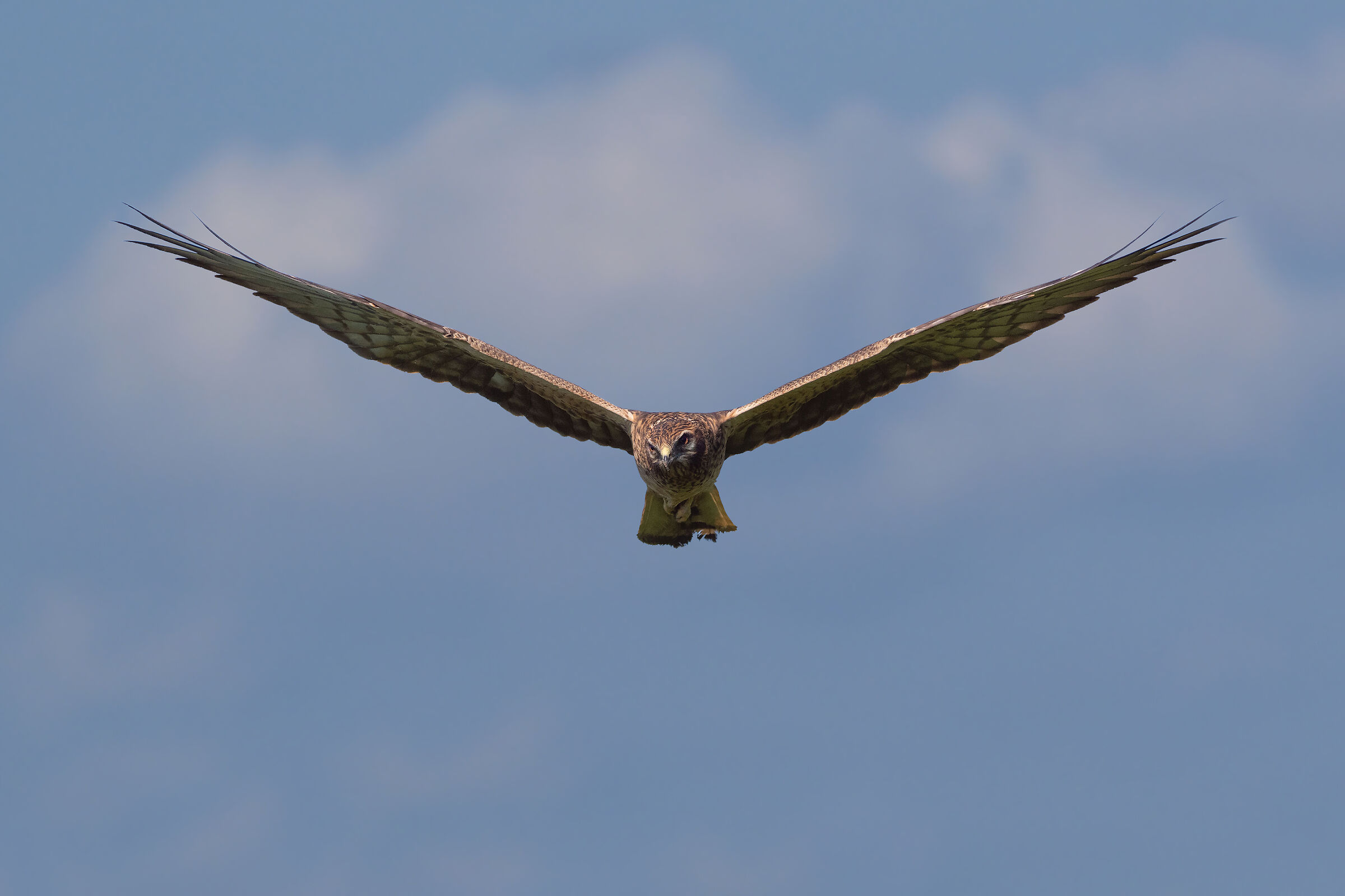 Stories of feathers ( Harrier F. )
