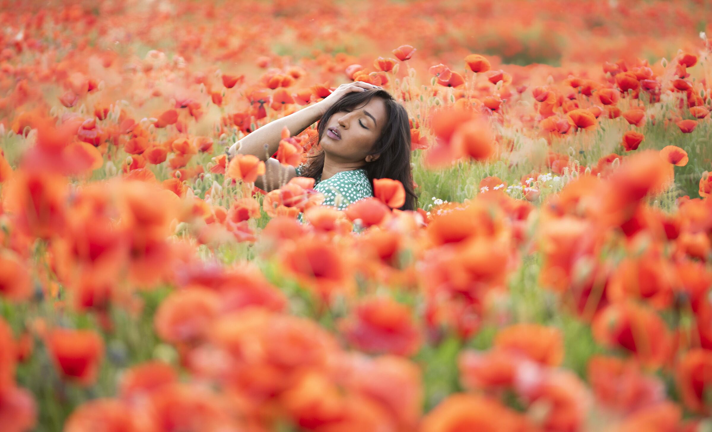 Sury among poppies
