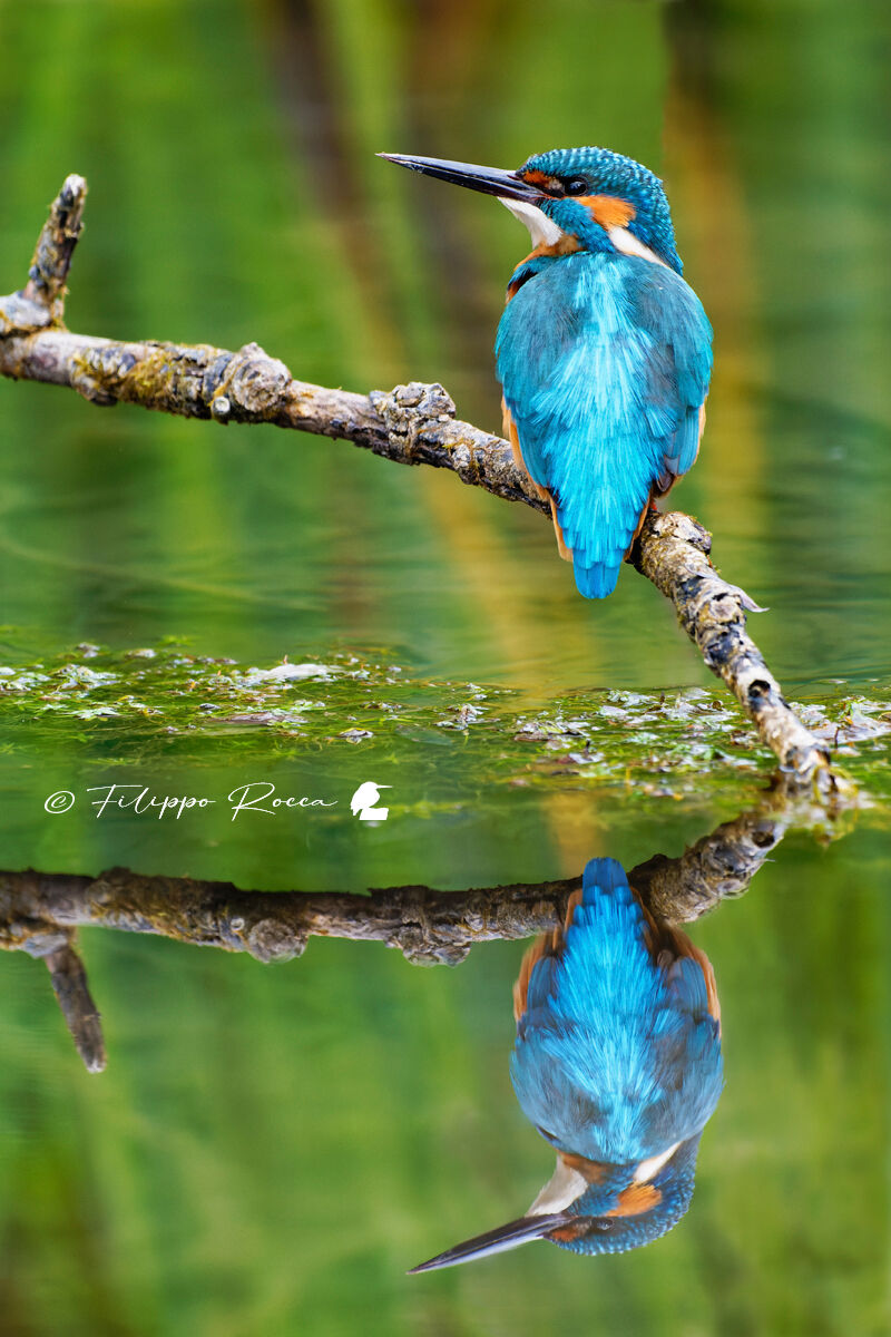 Riflesso
