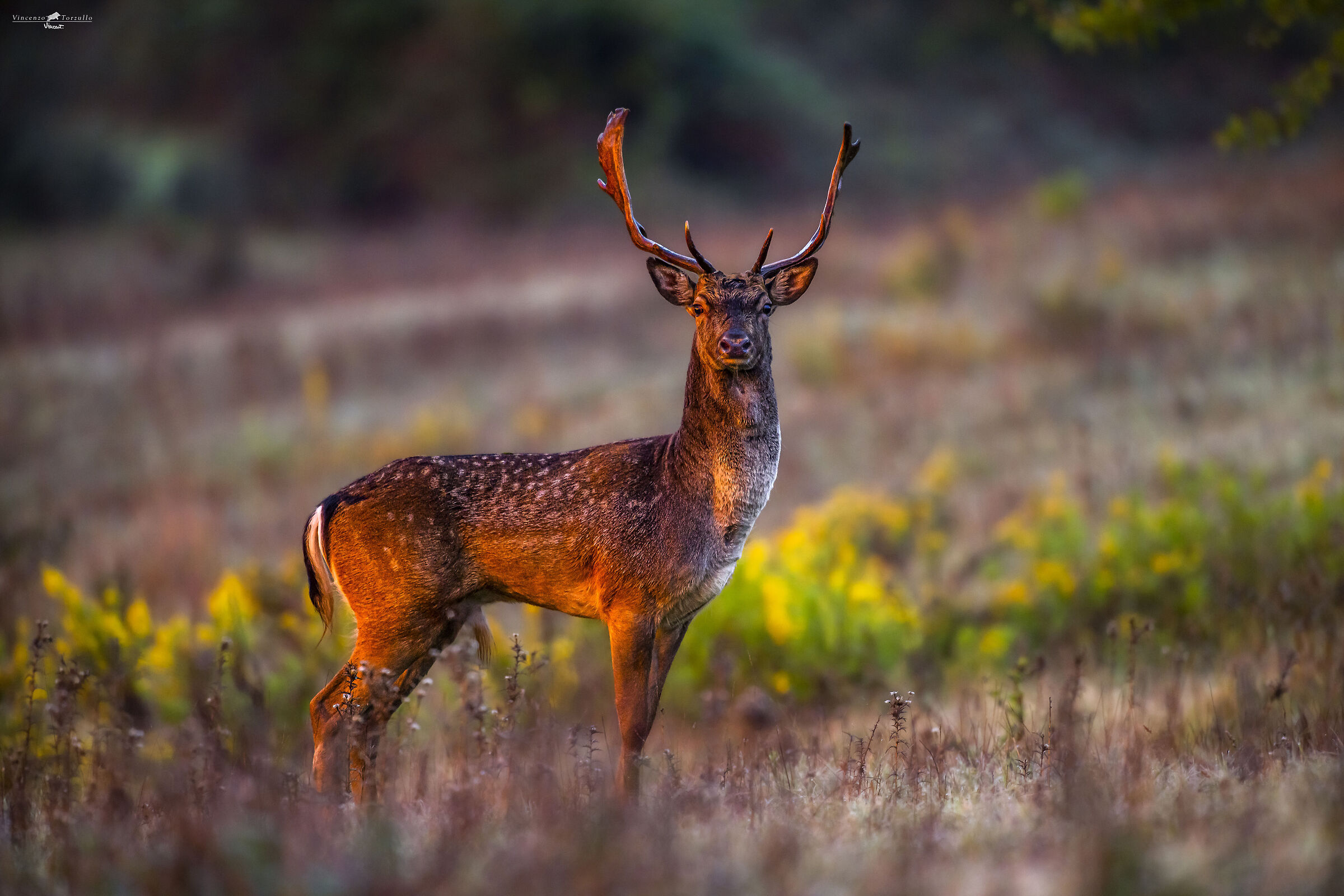 Daino nella luce infuocata dell'alba