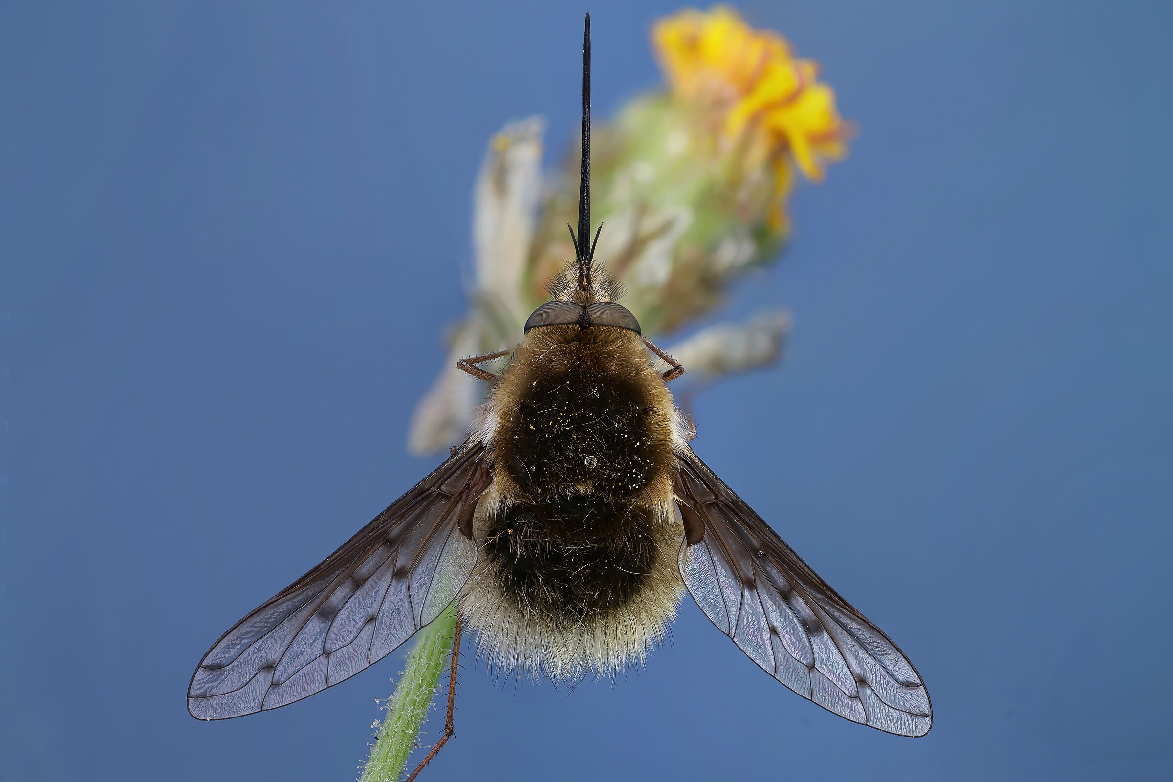 Bombylius major