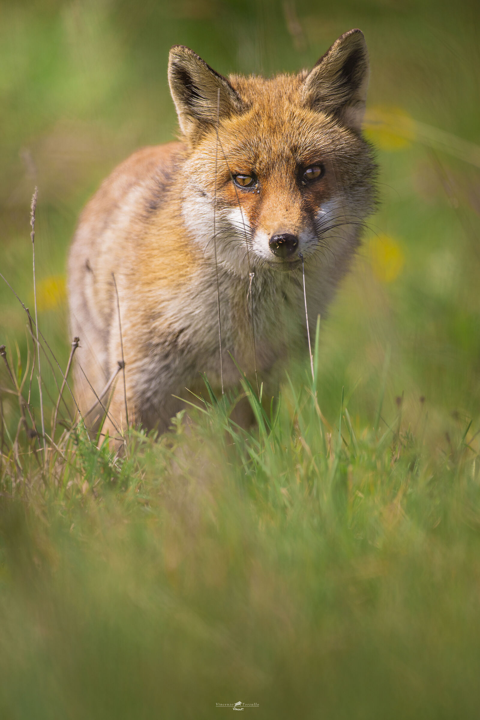 La Volpe dei Calanchi
