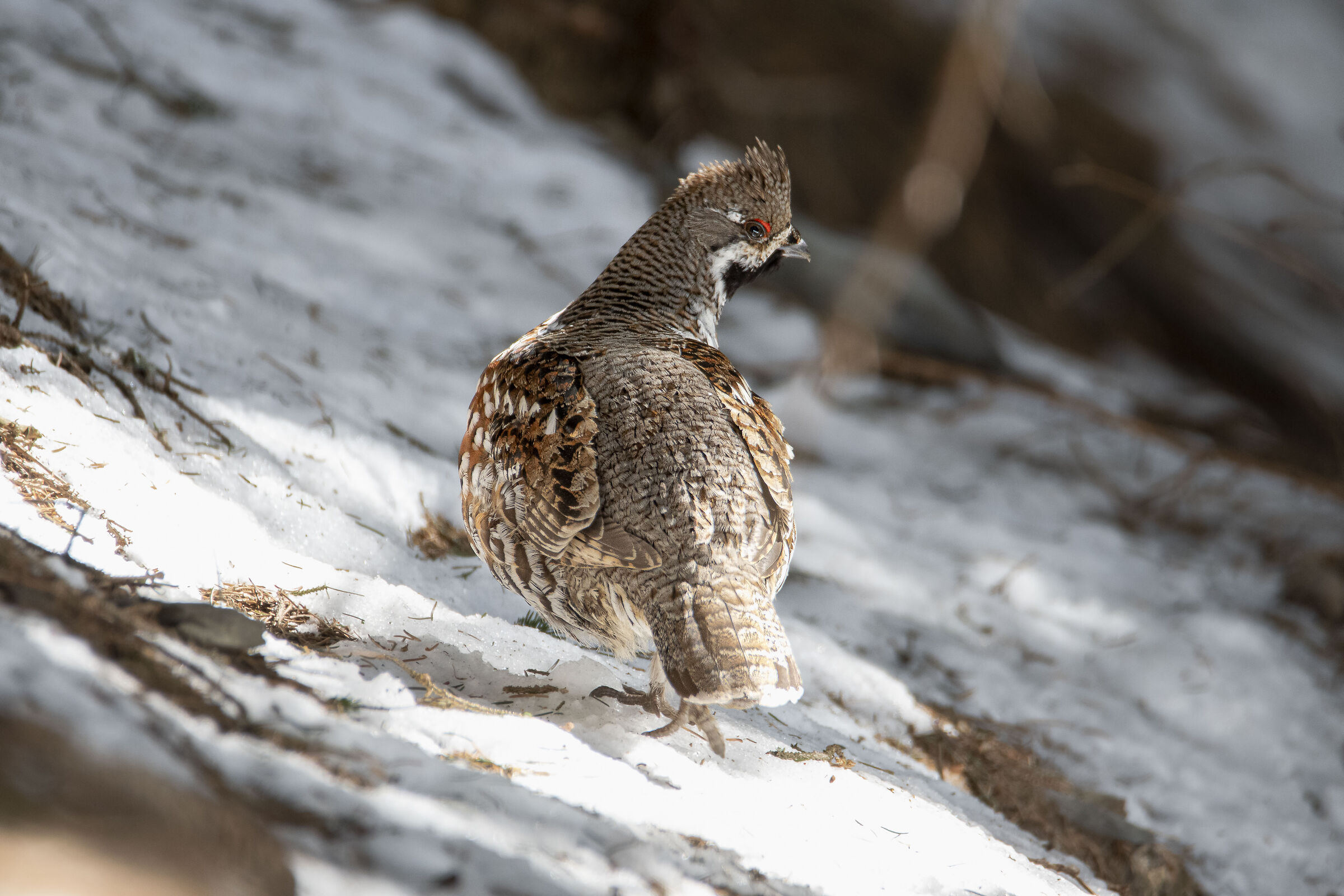 Mountain francolin