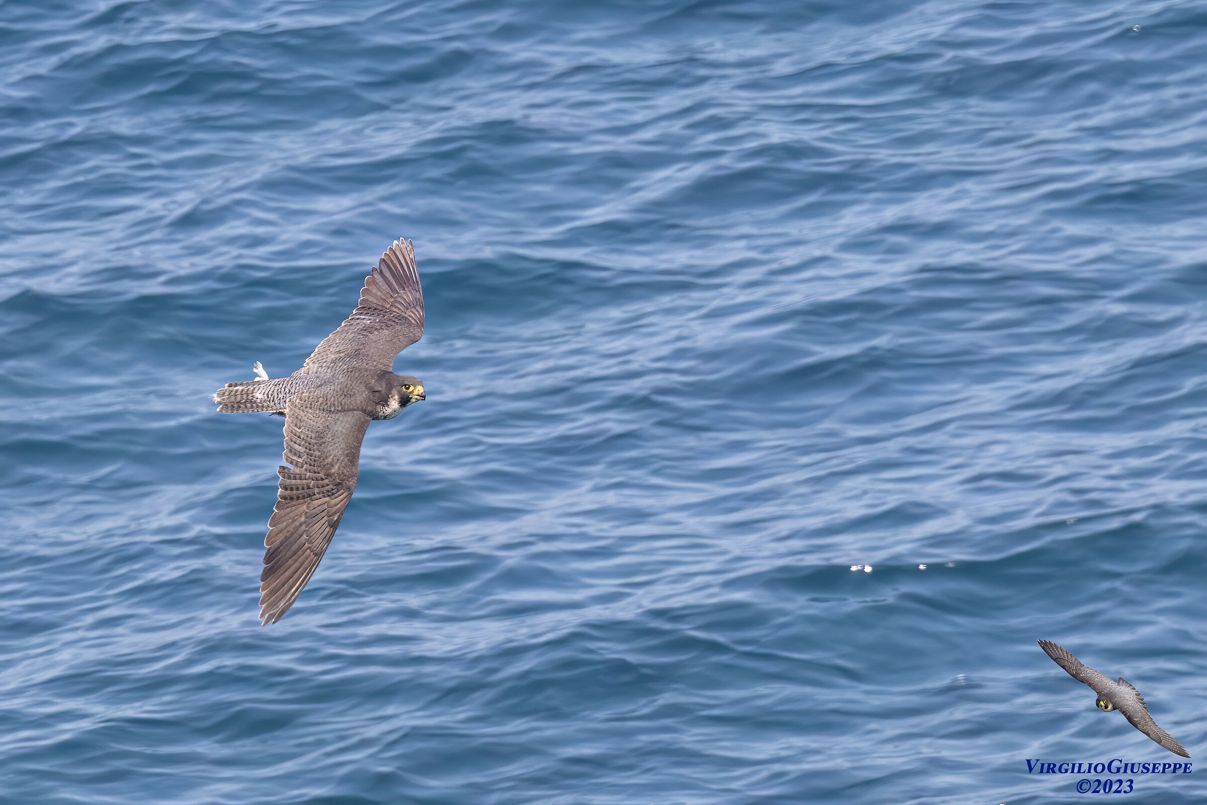 Peregrine Falcon (Sardinia) 2023
