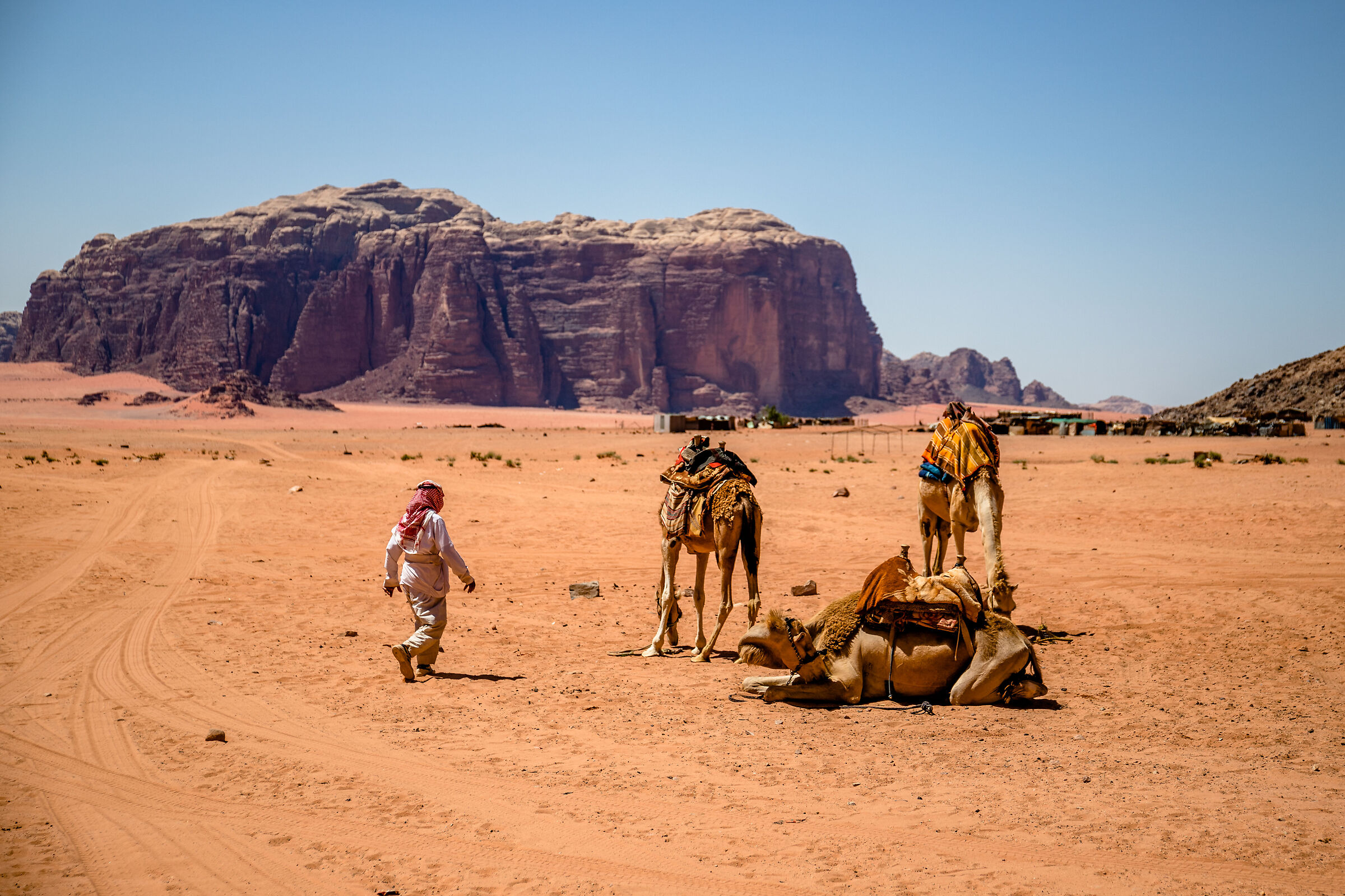The dromedary breeder