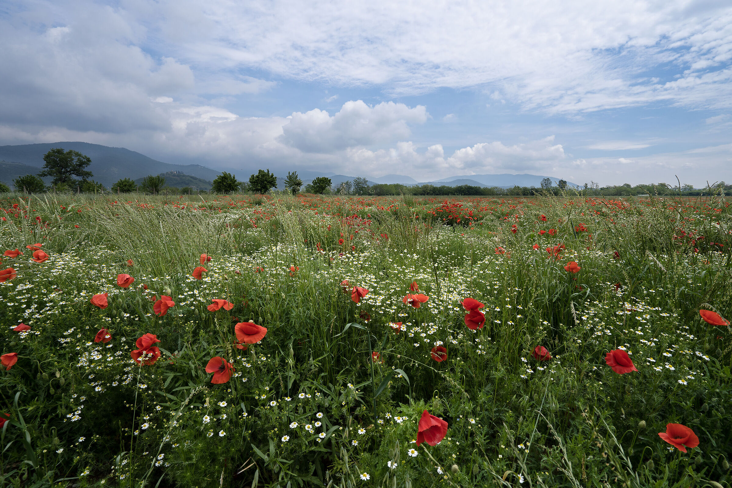 Papaveri e margherite