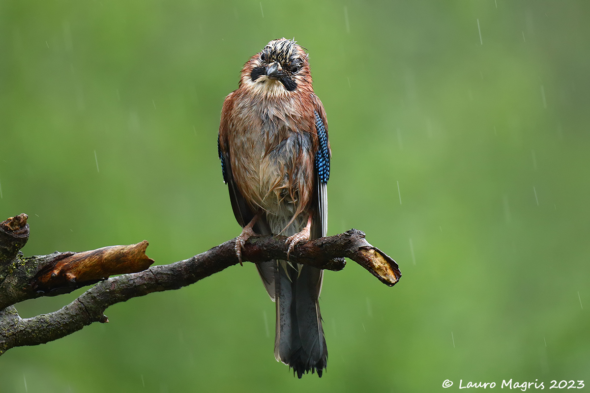 Ghiandaia baffuta sotto la pioggia