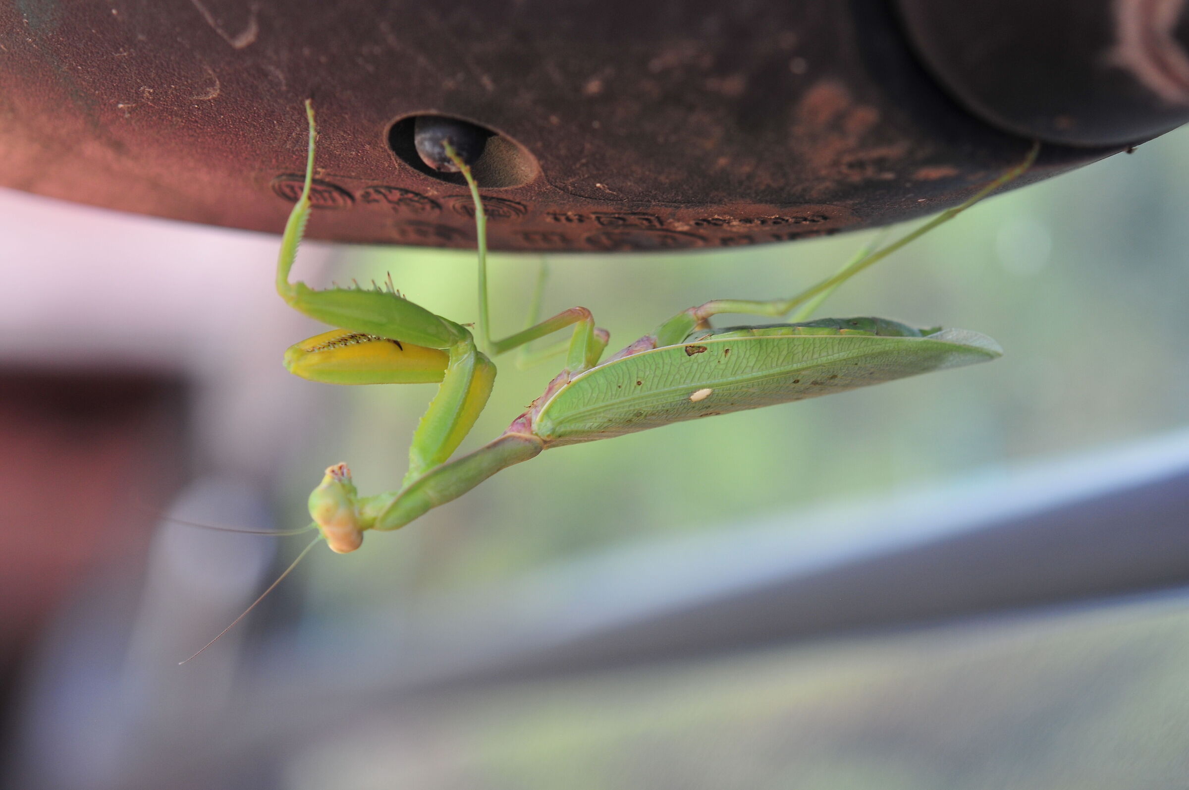 Mantide religiosa