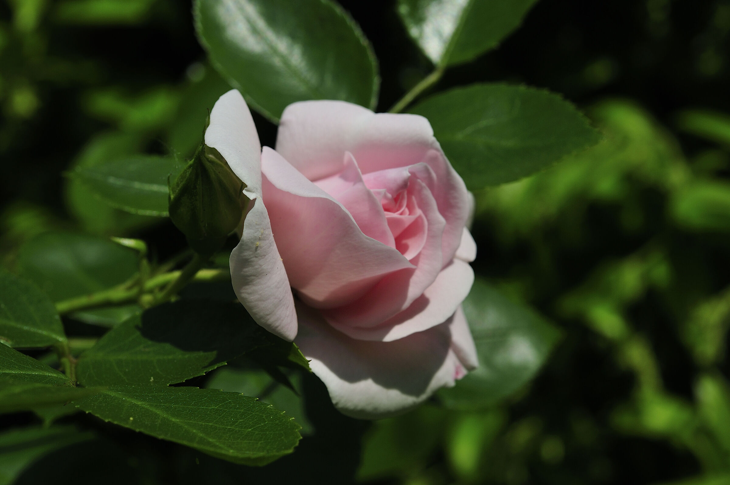 rosa rosa