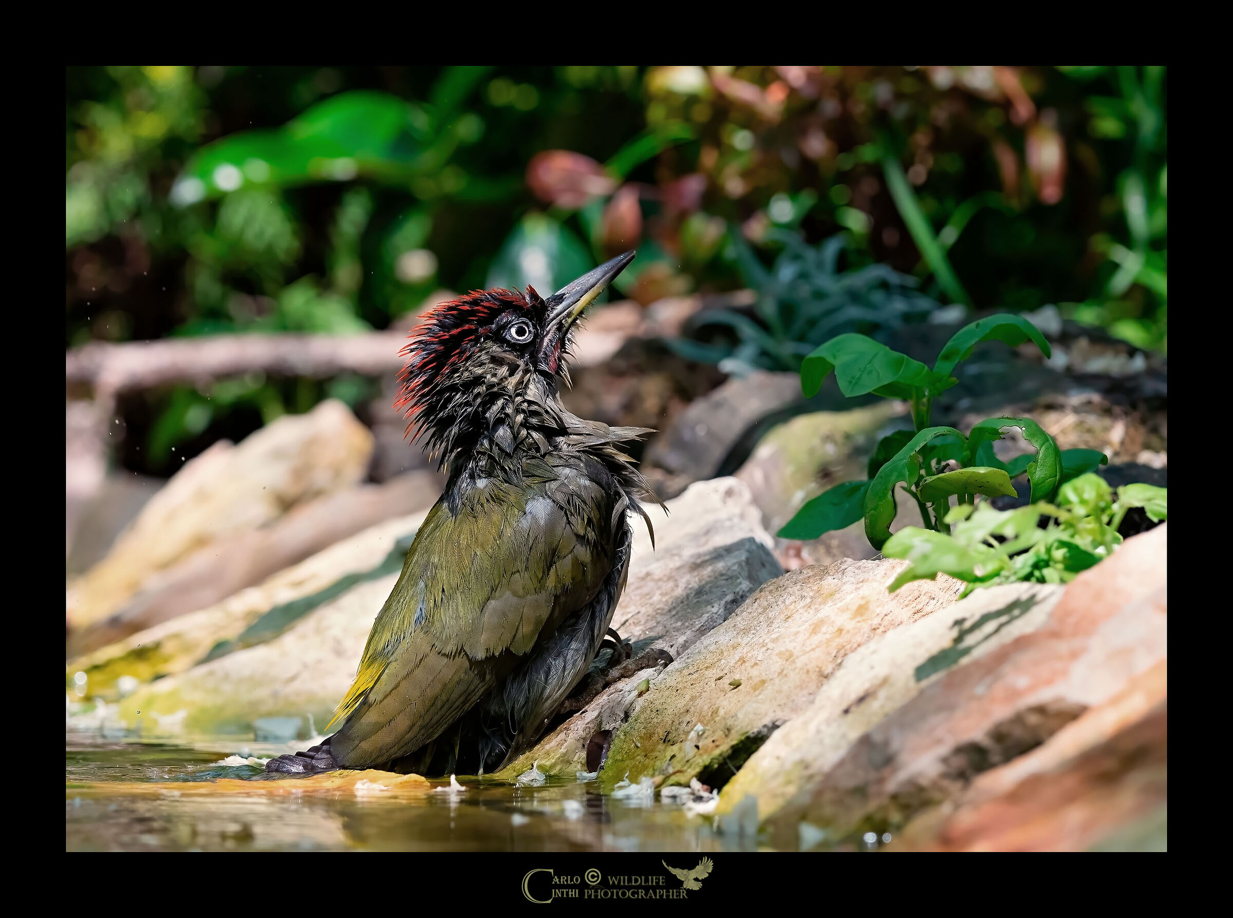 Male green woodpecker