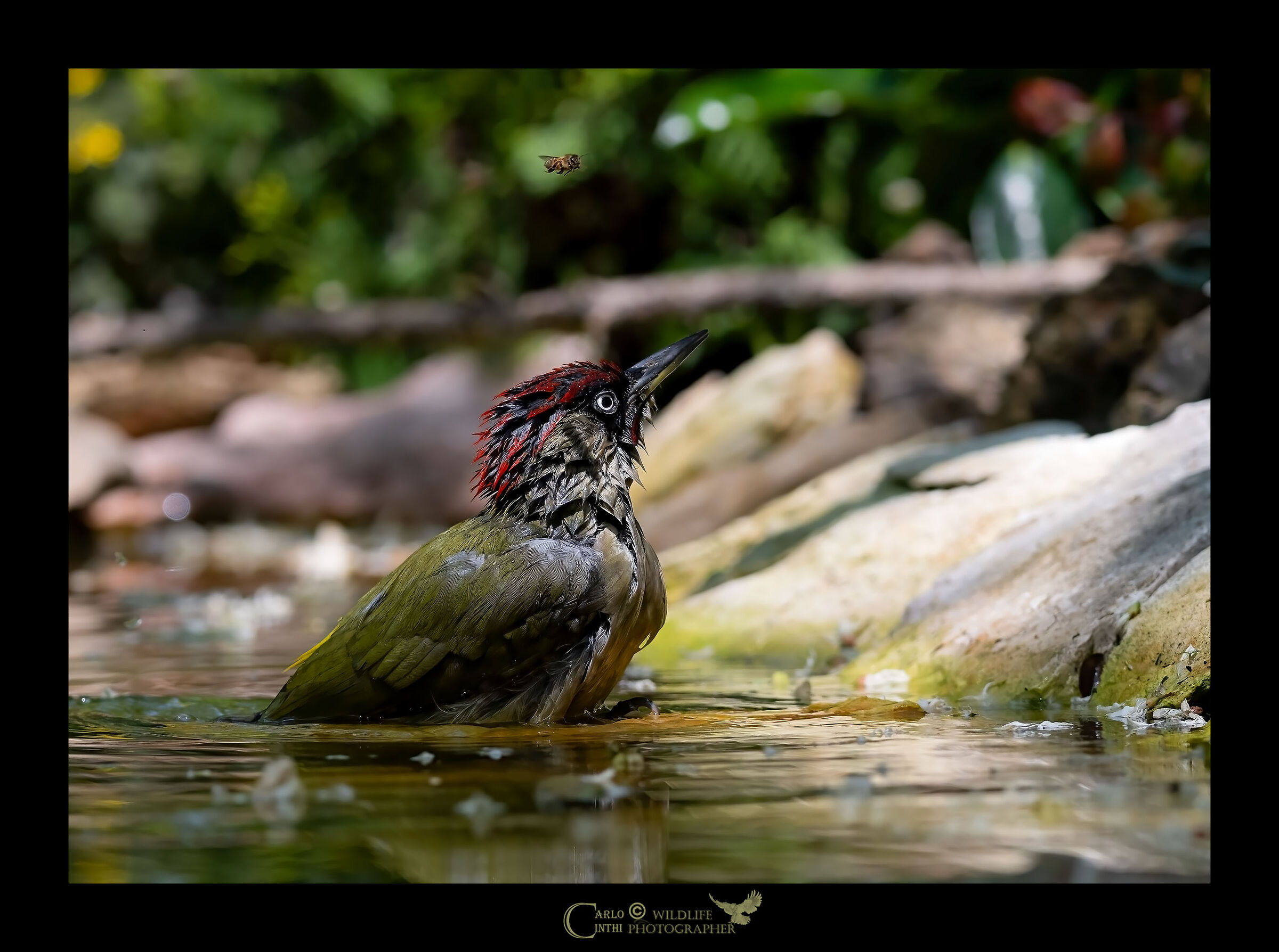 Male green woodpecker