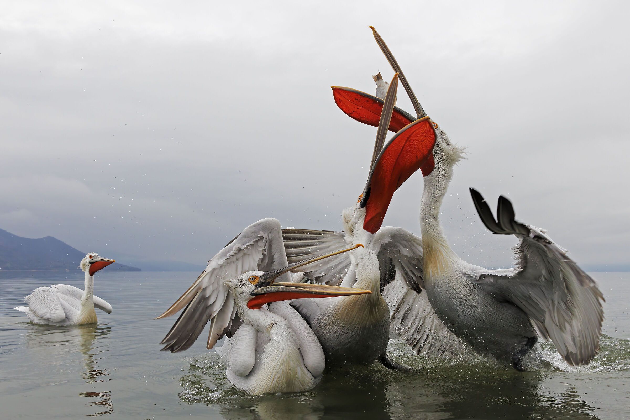 Discussione per un pesce