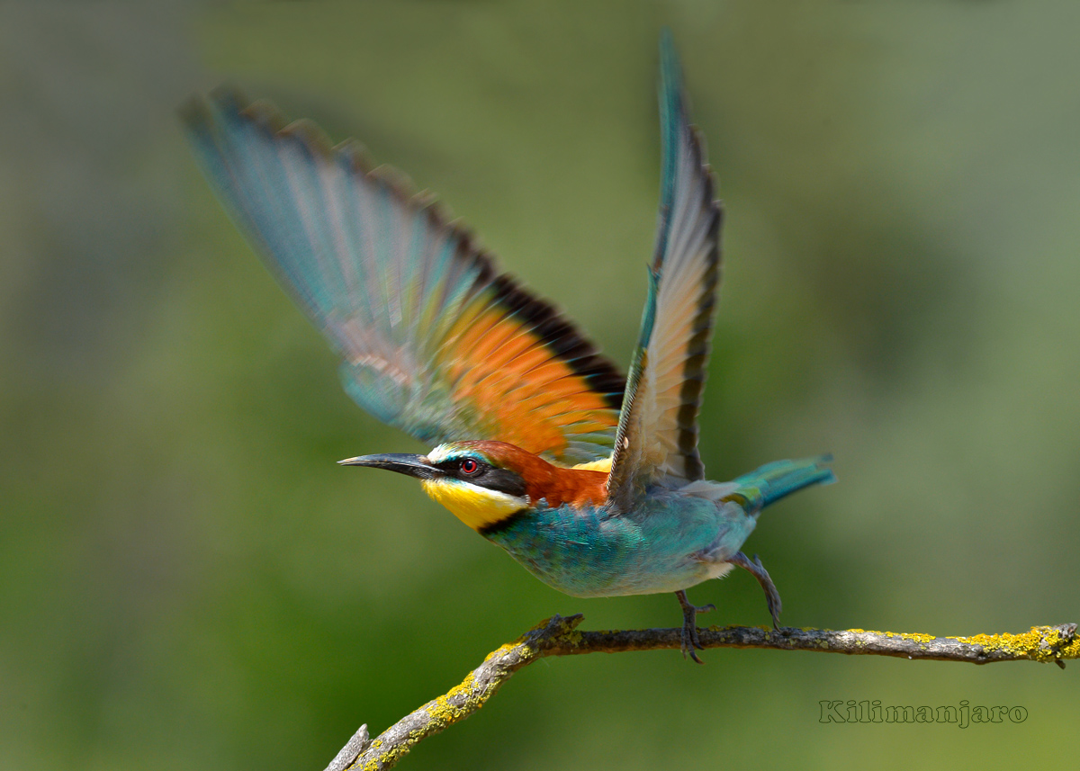 Bee-eater on takeoff