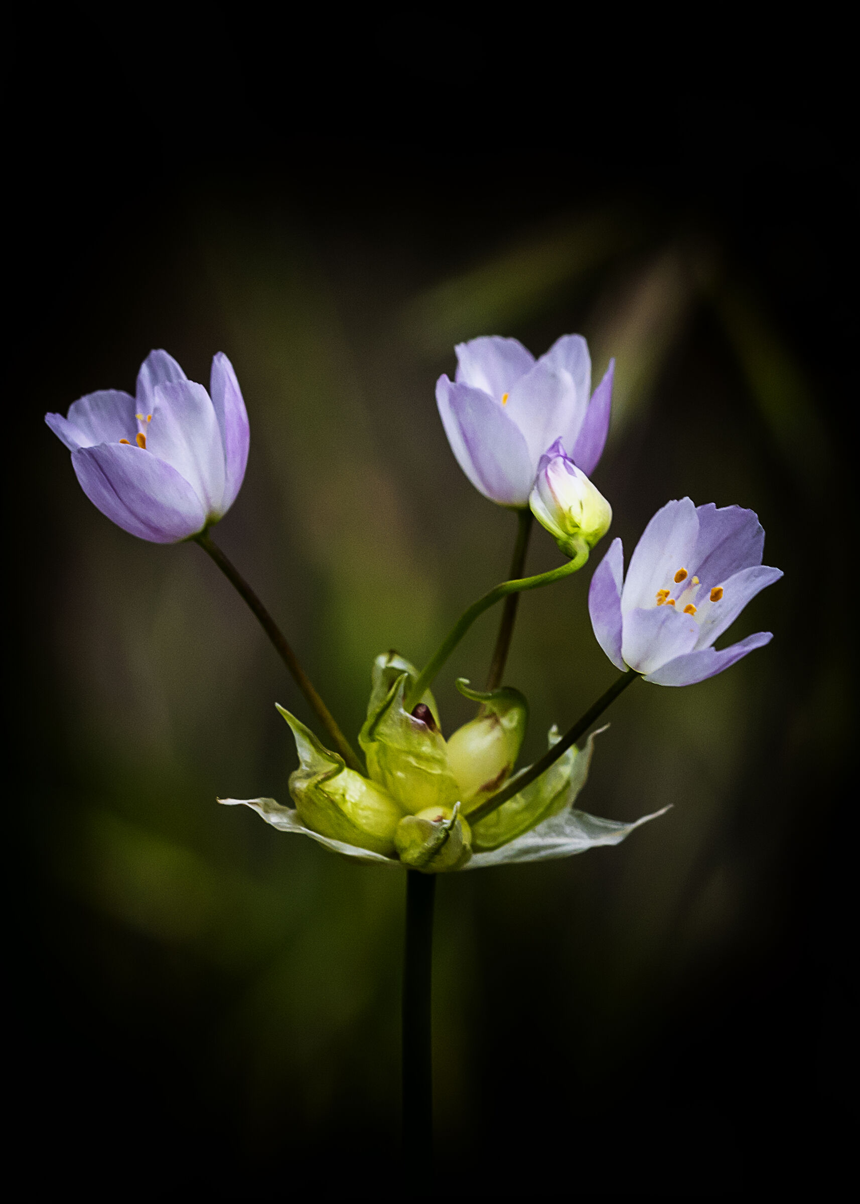 Fiori