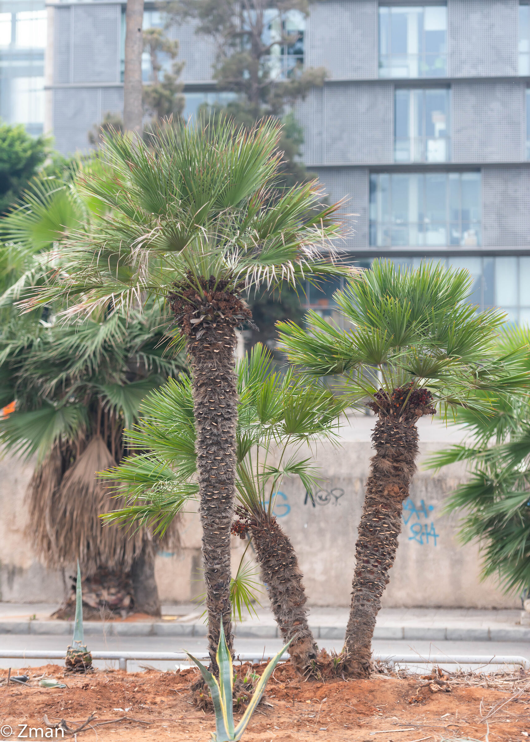 Three Trees