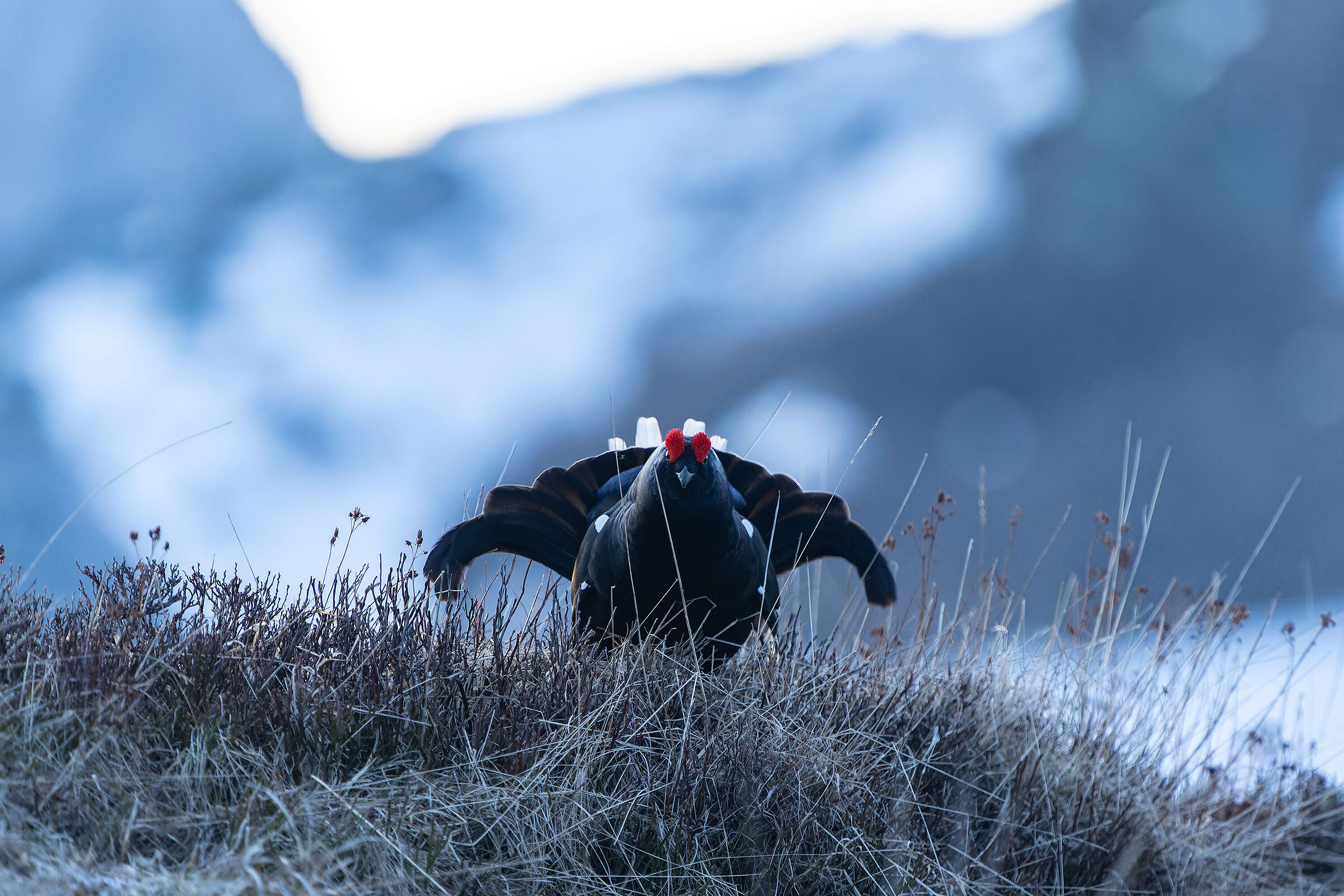 Black grouse 2023