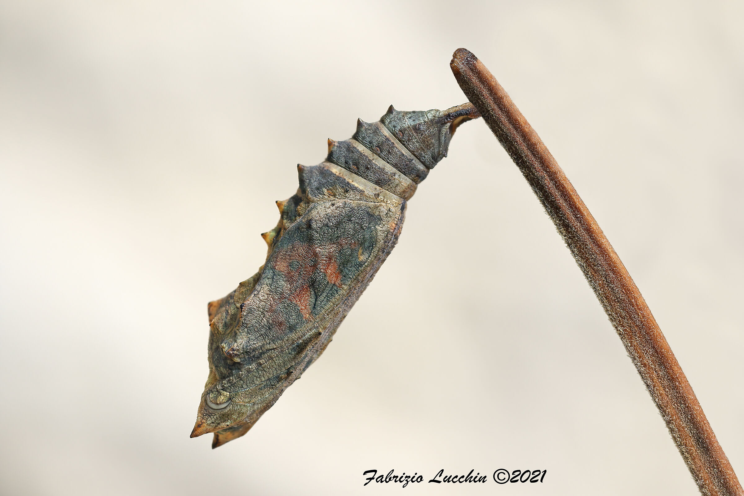 Nettle Vanessa Chrysalis