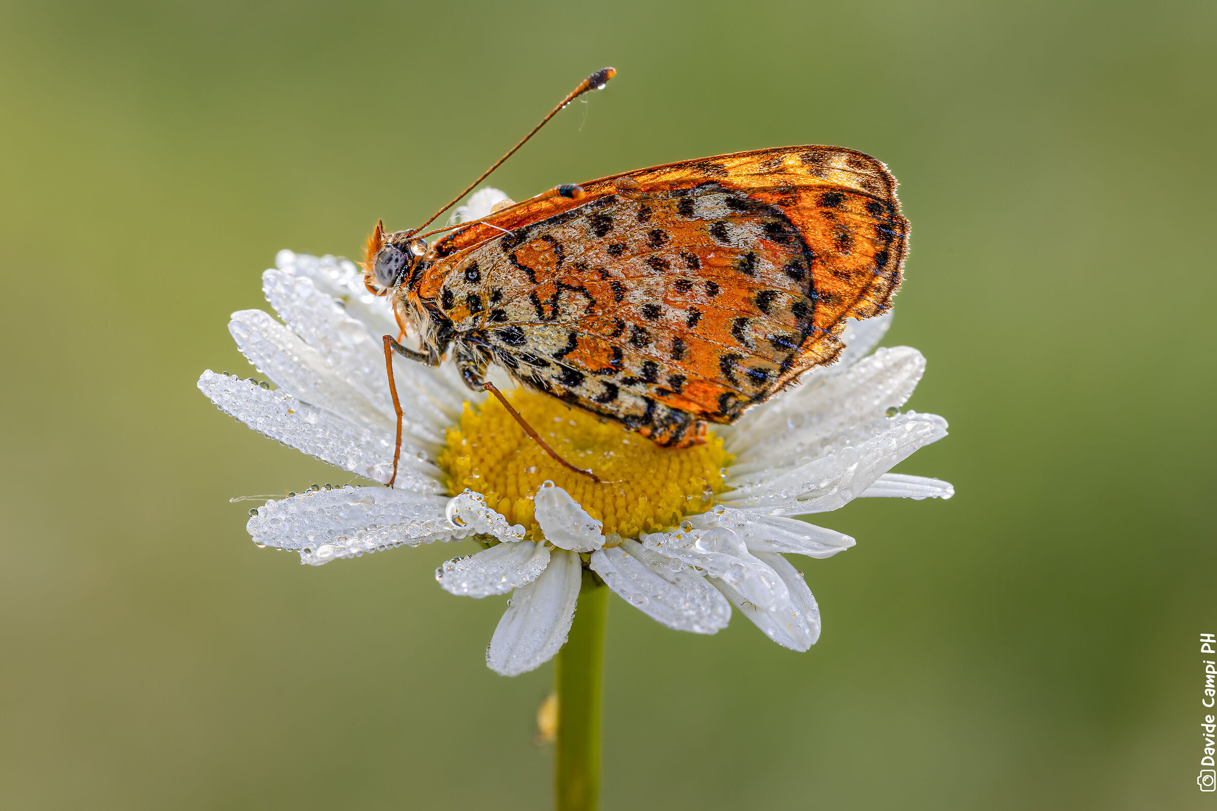 Melitae Phoebe su margherita