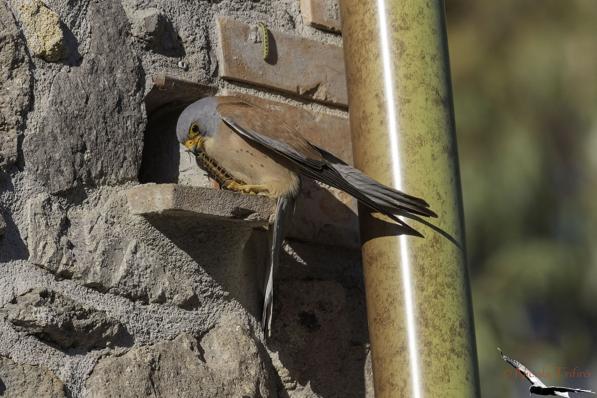 The predator, the prey and the fugitive