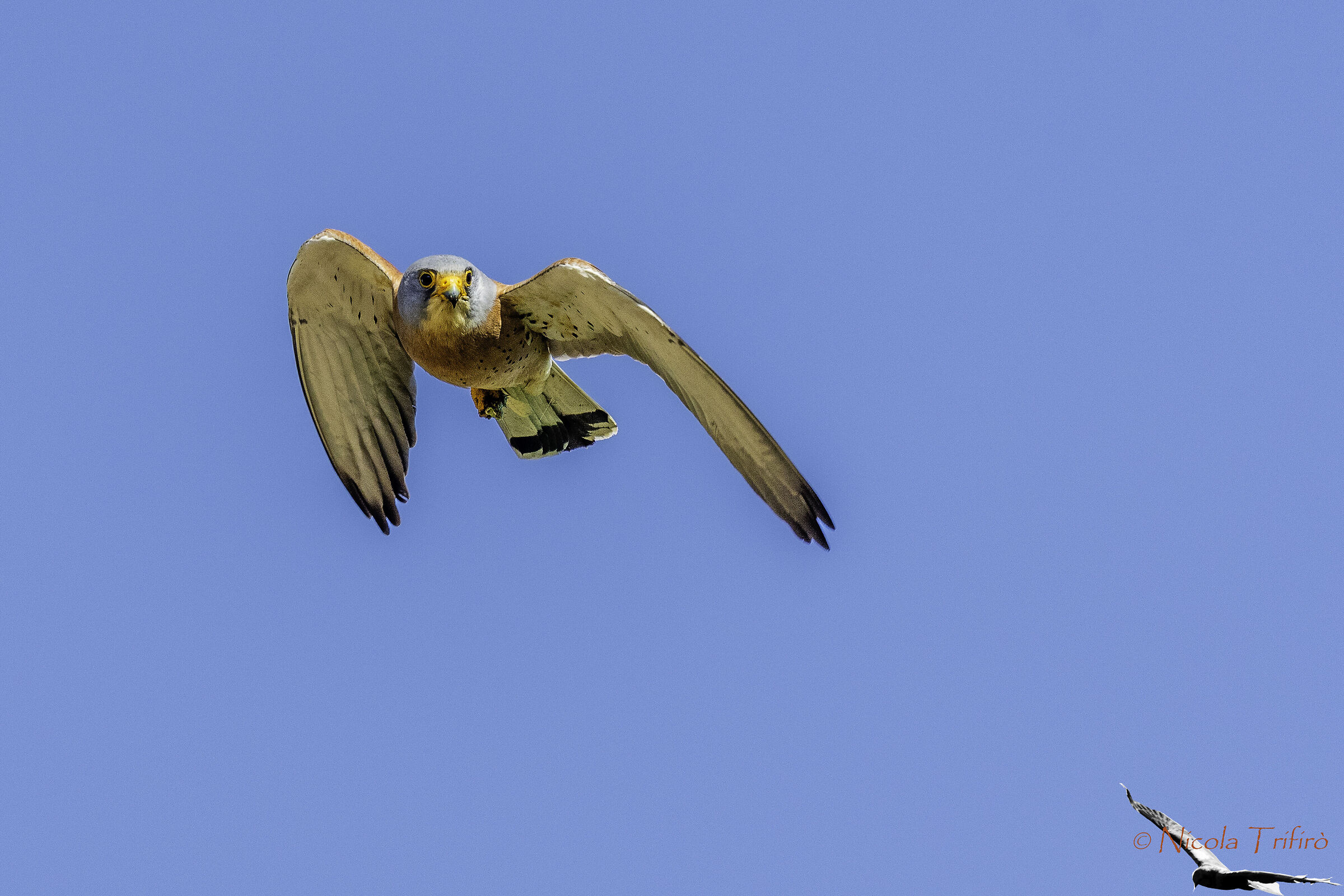Lesser kestrel - Reconnaissance