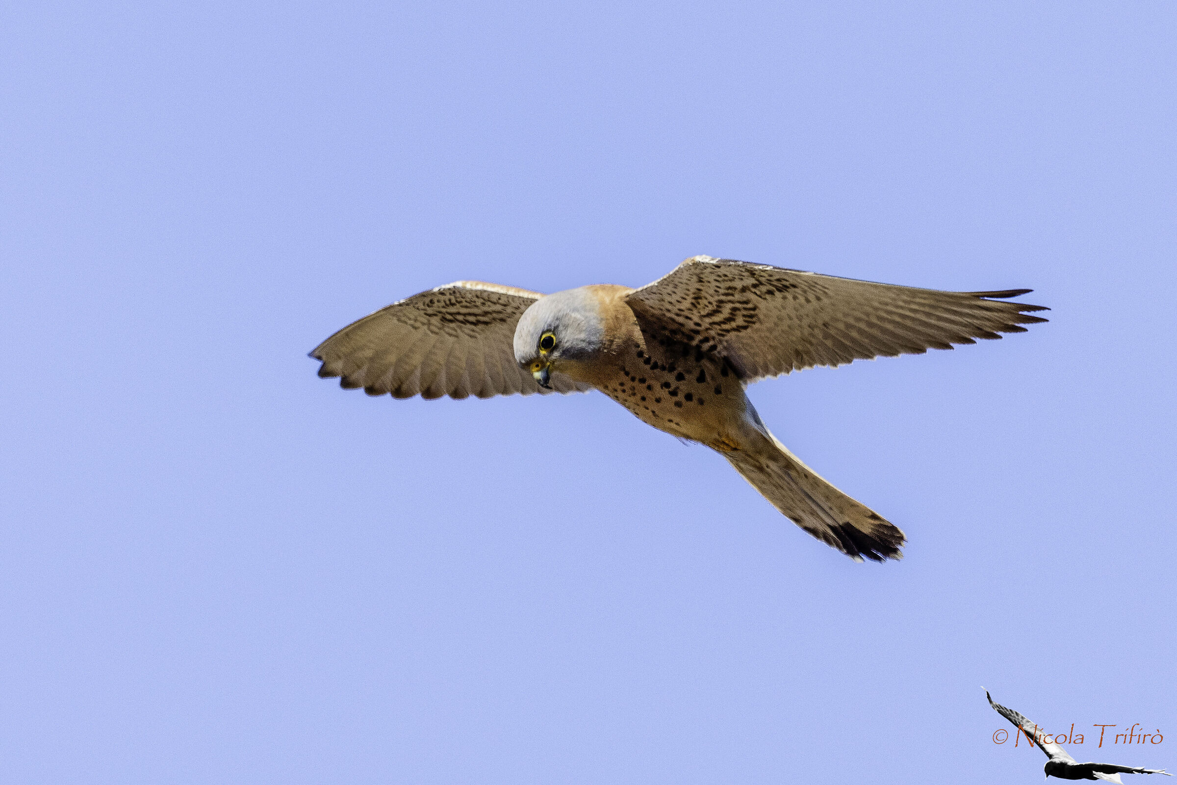 lesser kestrel - Holy Spirit