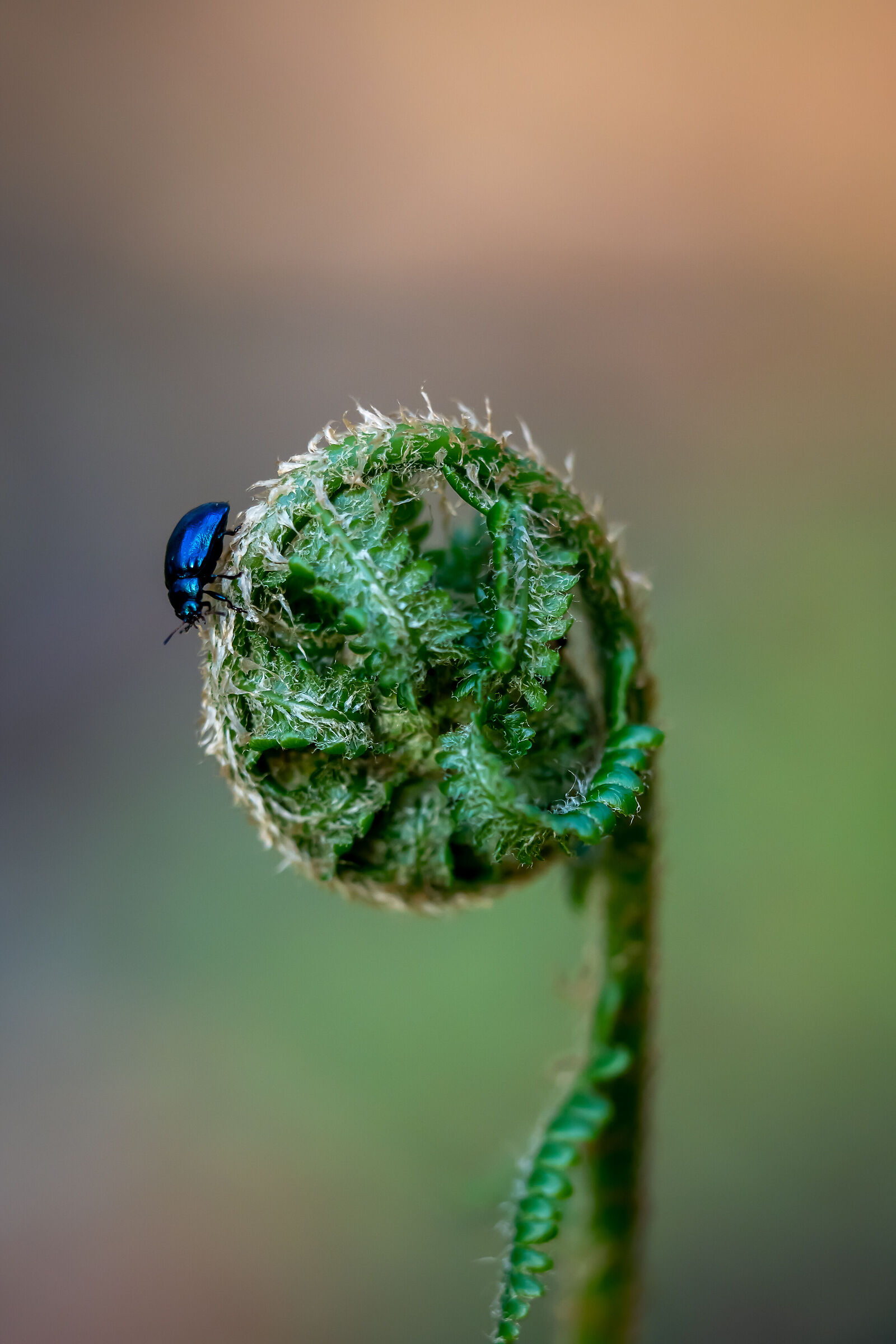 beetle sitting on a fern