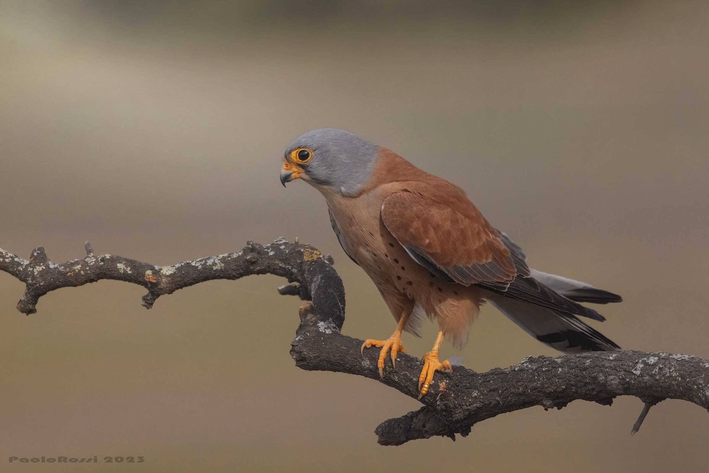 Lesser kestrel...