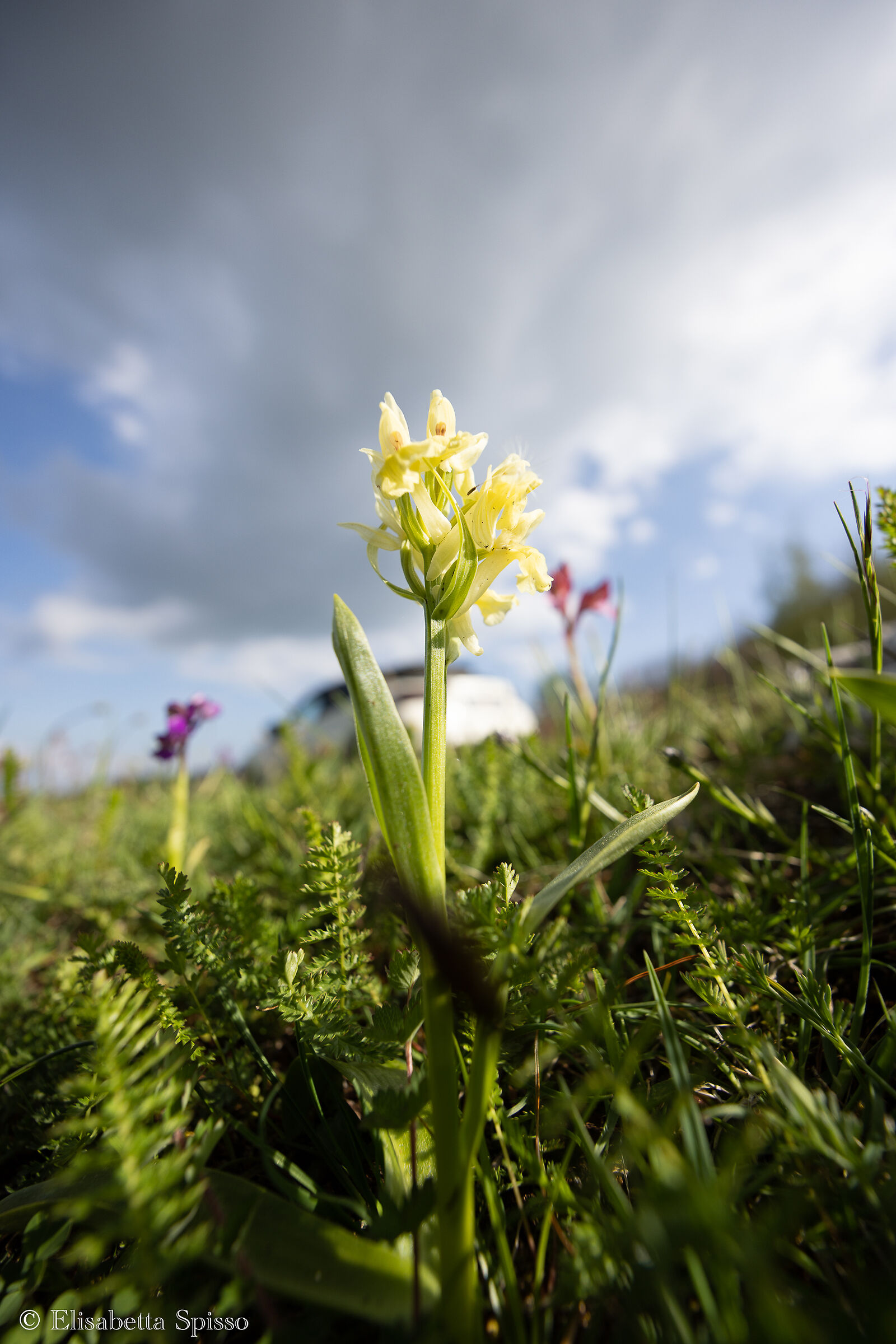 Valley of the Orchids