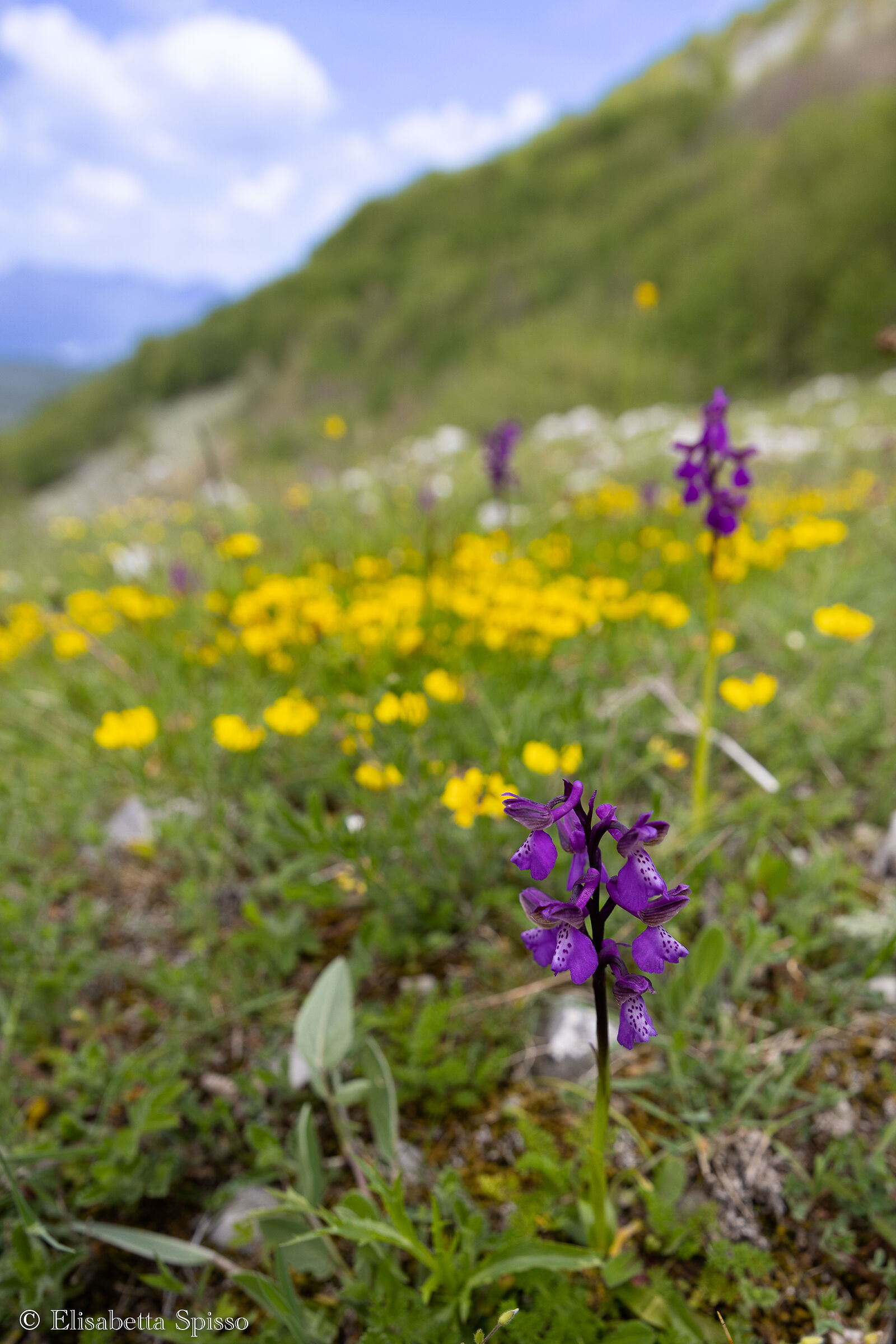 Valley of the Orchids