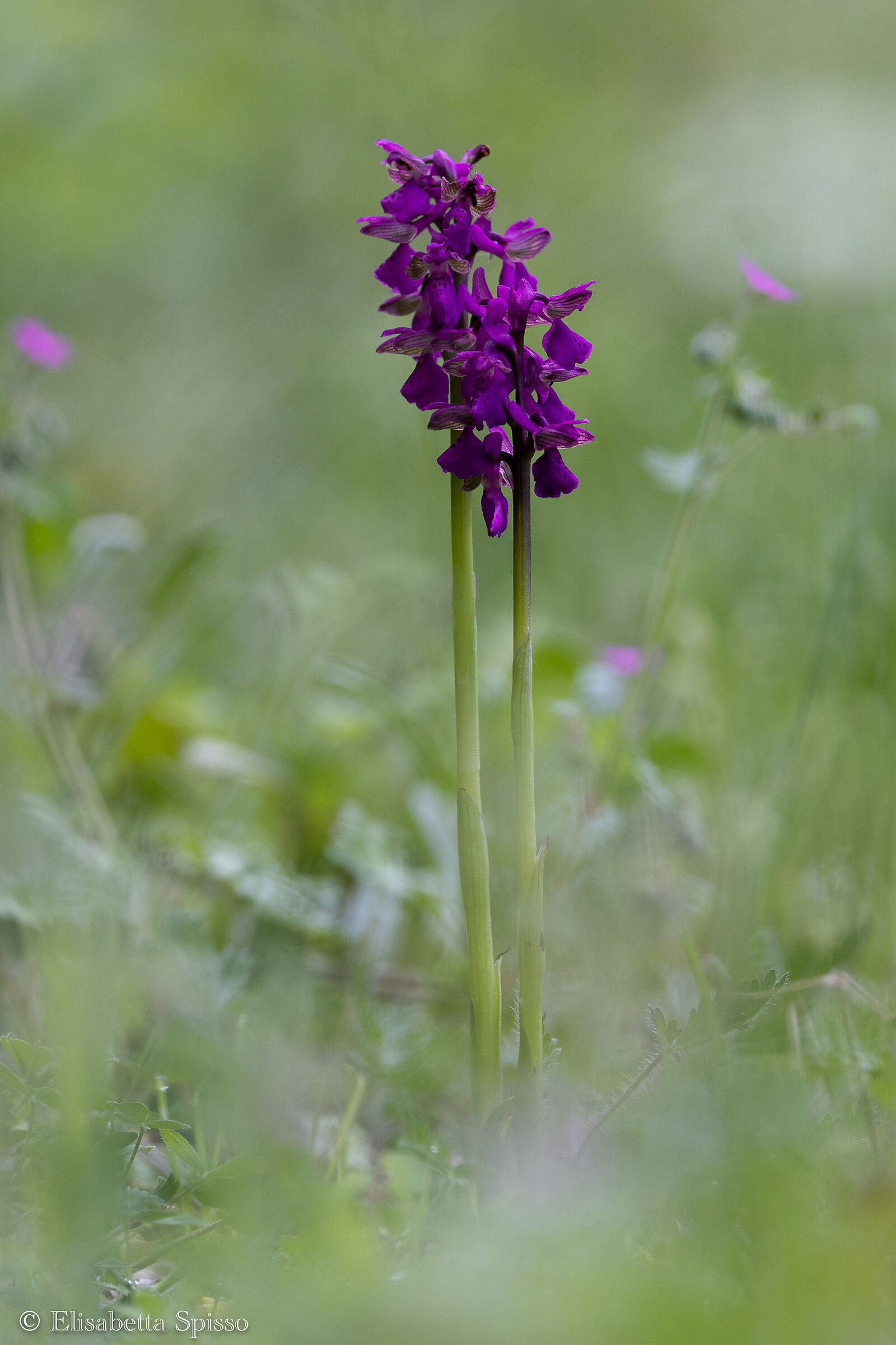 Valley of the Orchids