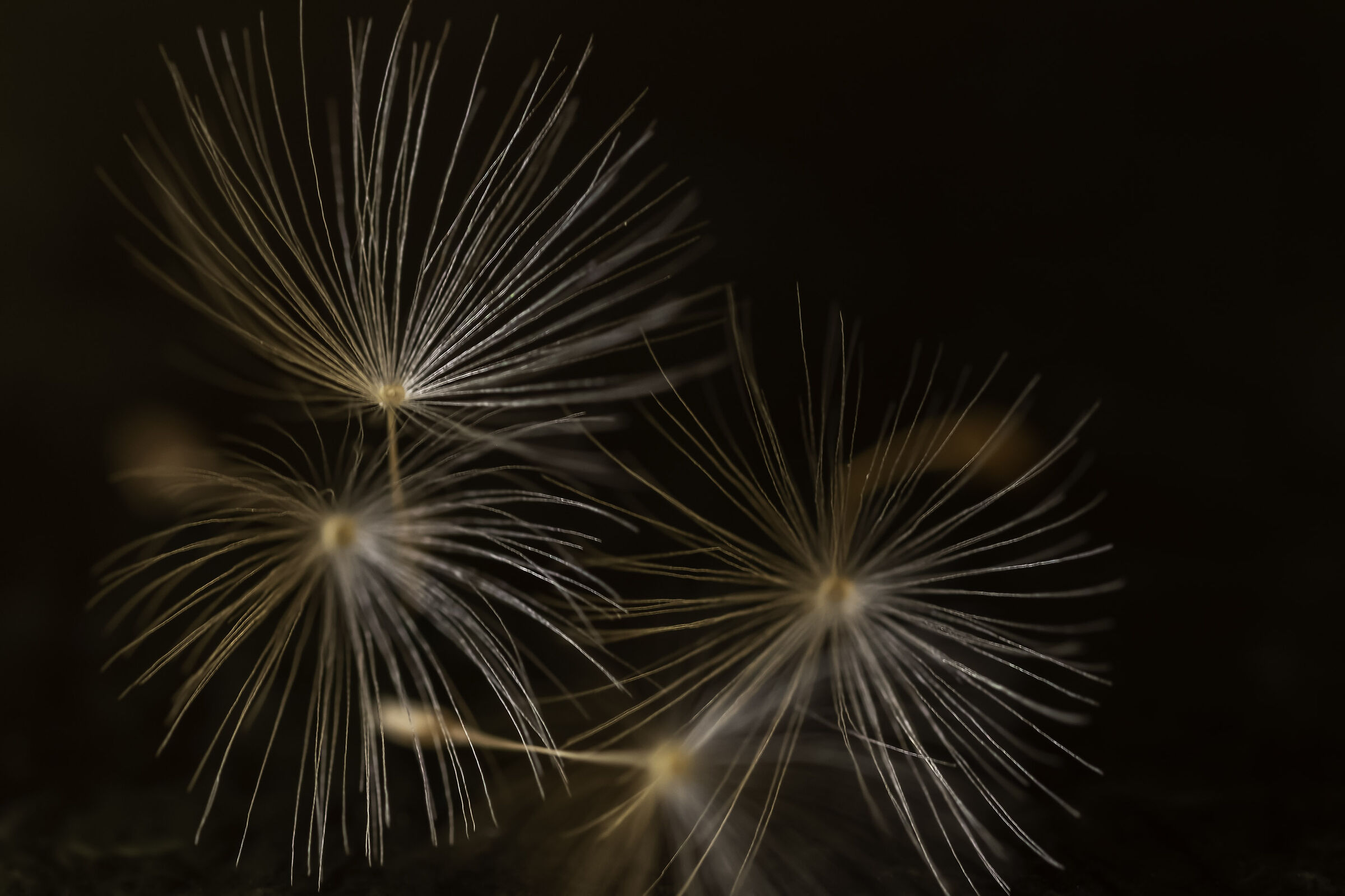 Come fuochi artificiali