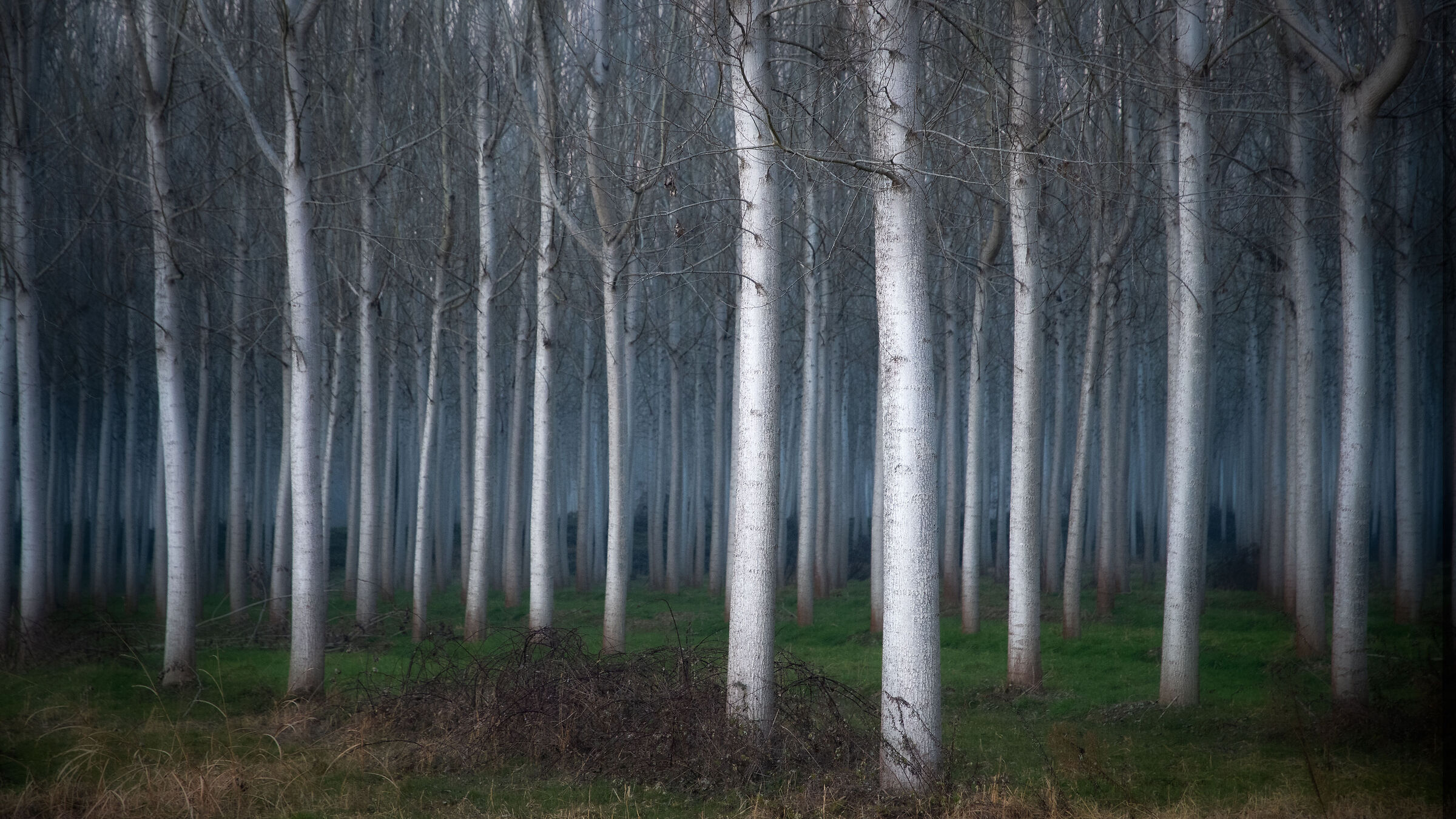 Pioppi, piana di Pombia - Orton effect