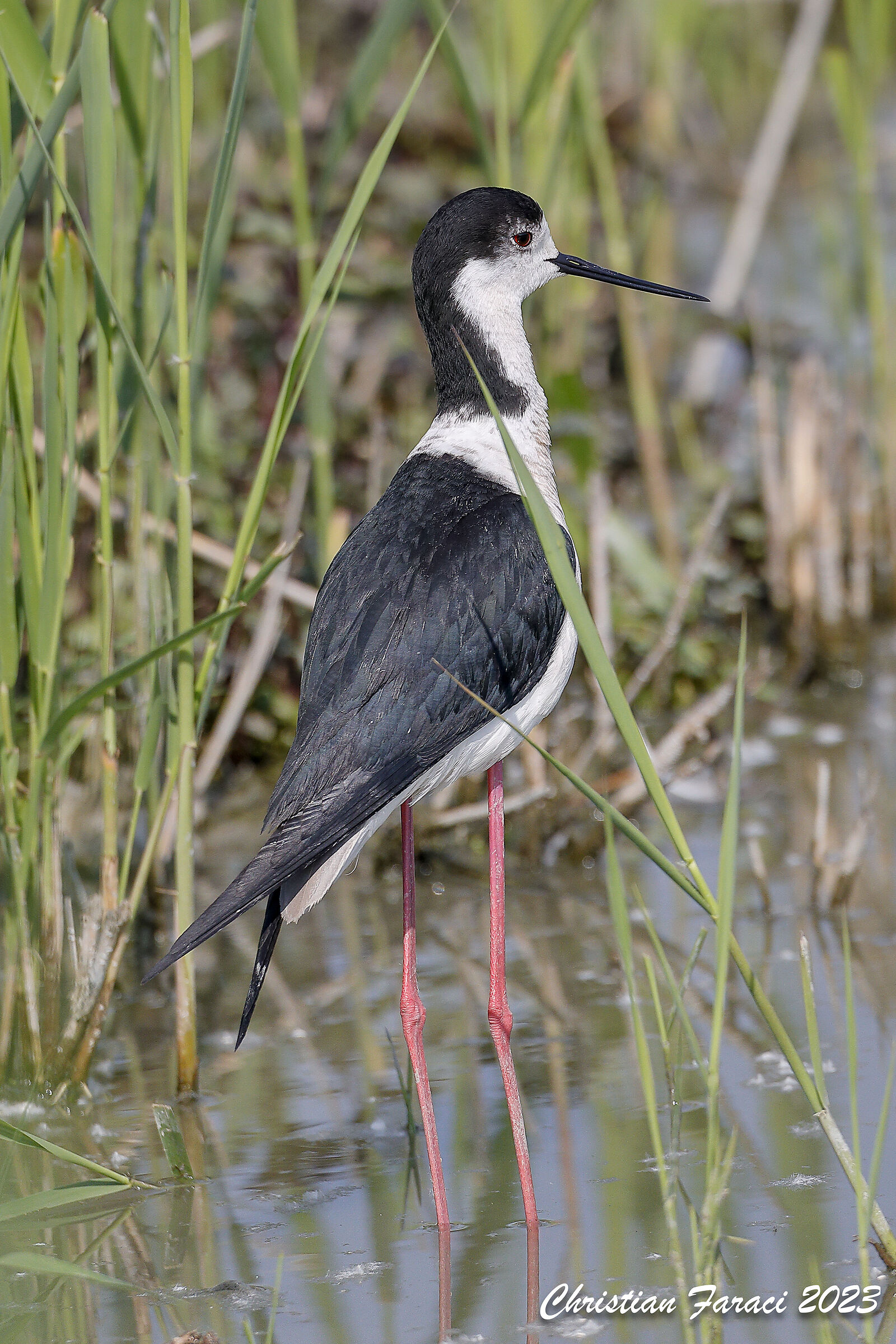 Testando la 5dMarkIV