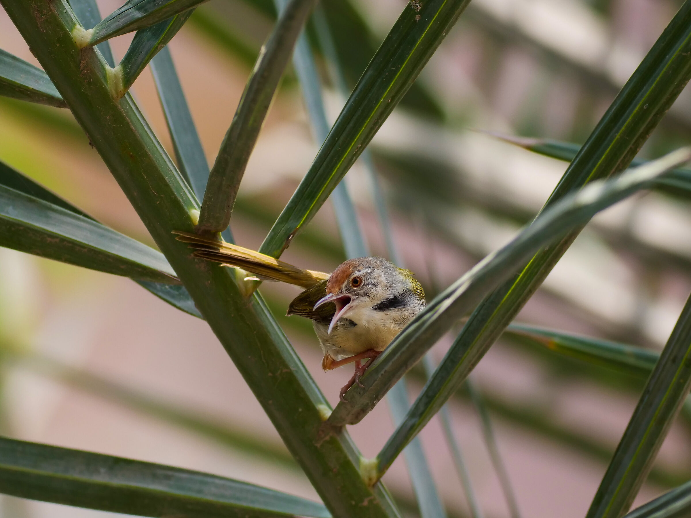 Piccolo uccello del sarto in foglie di palma da dattero