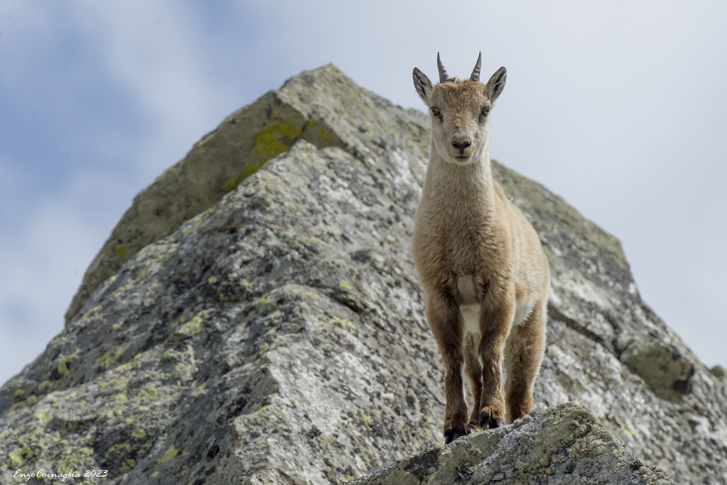 Young ibex
