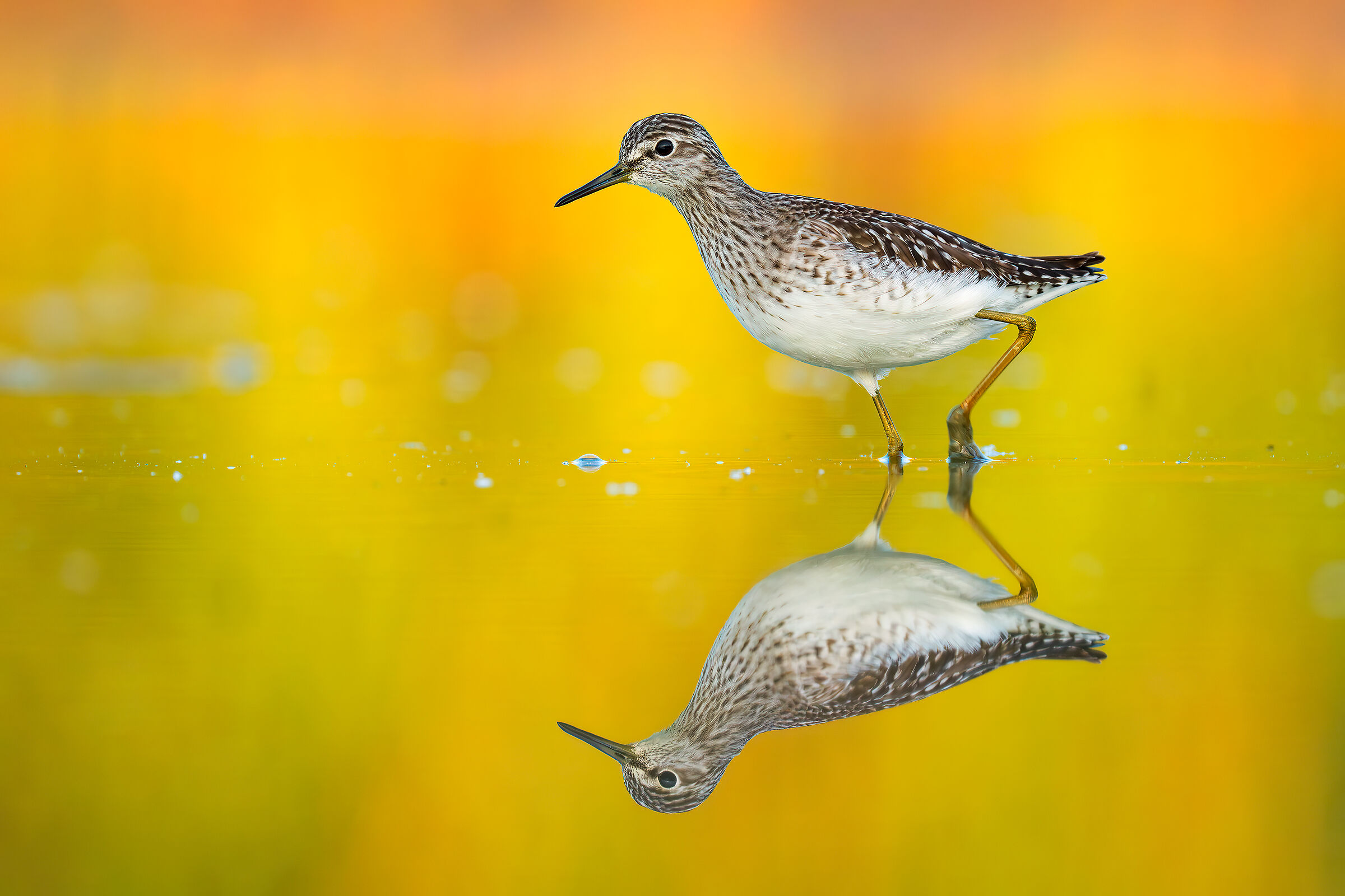 Sandpiper Pyro Boschereccio