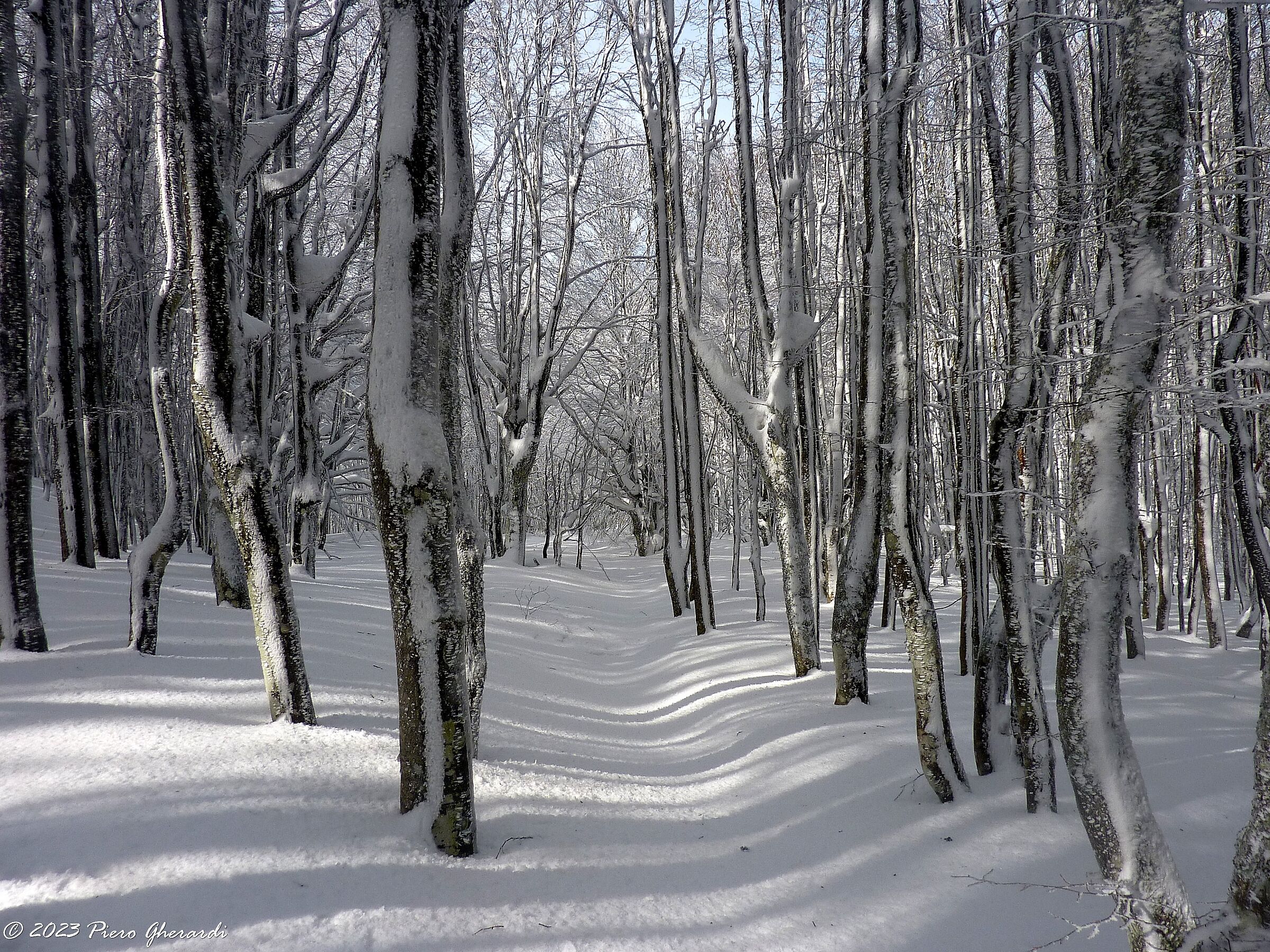 Neve