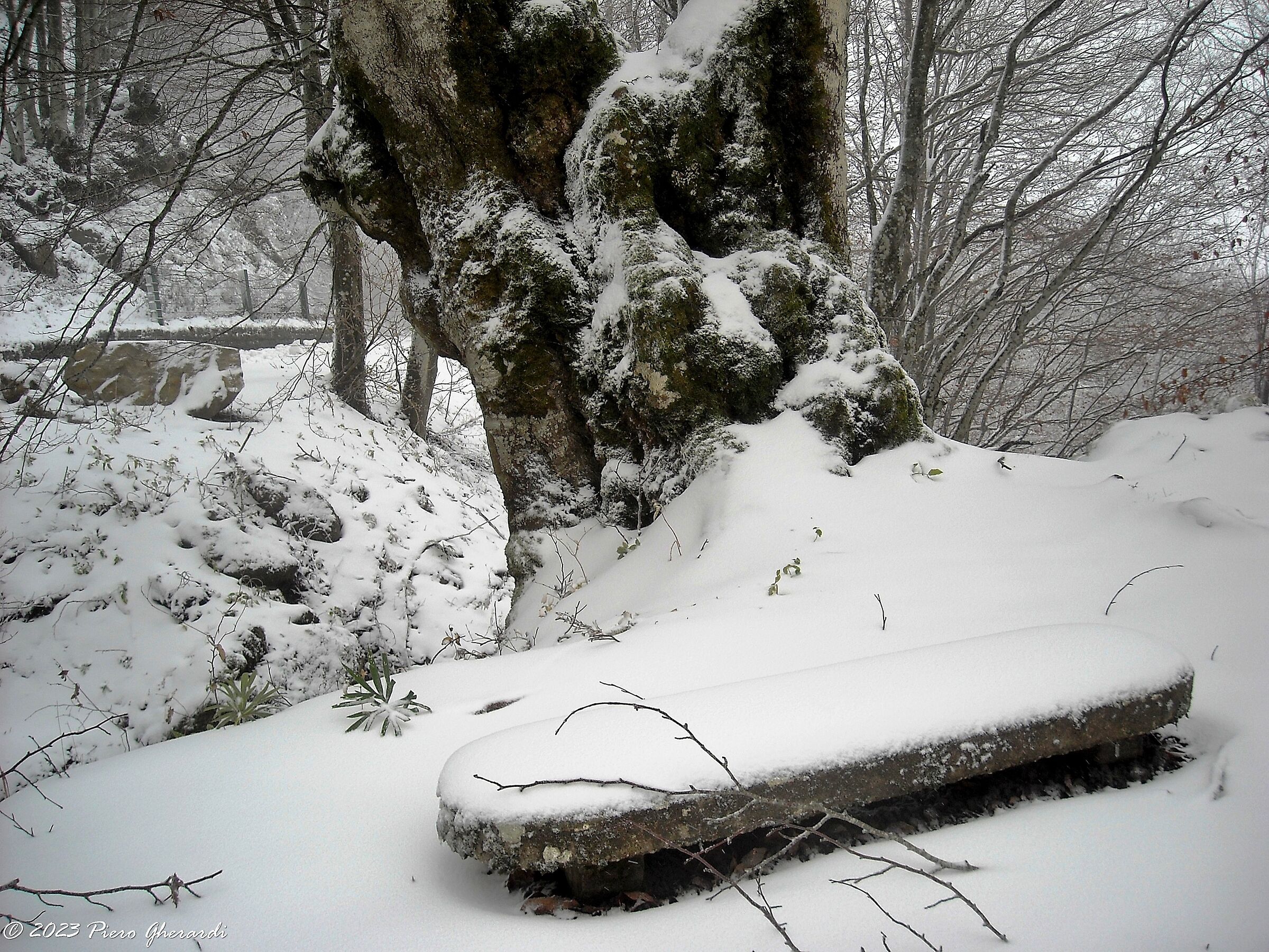 Neve