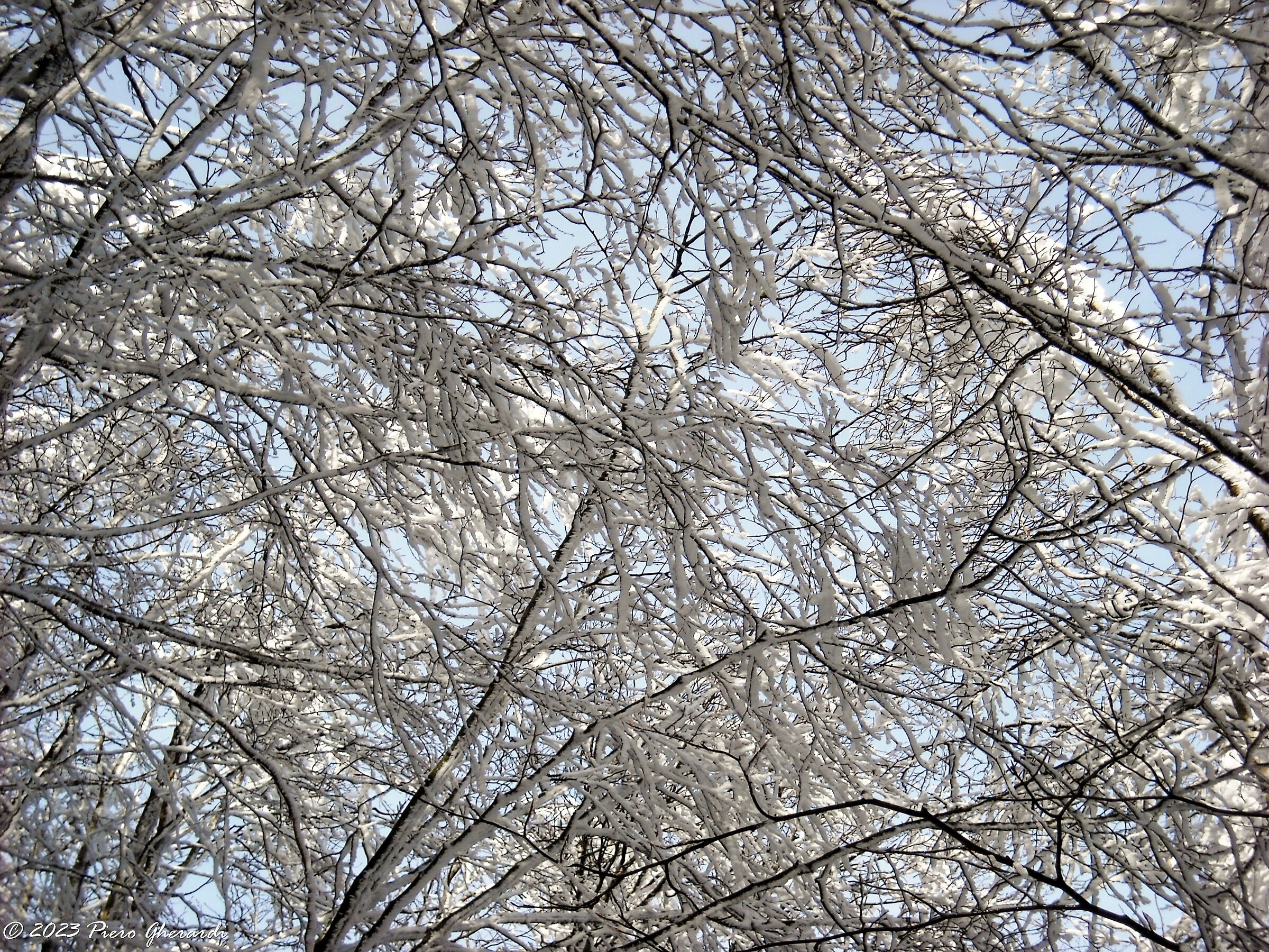 Neve