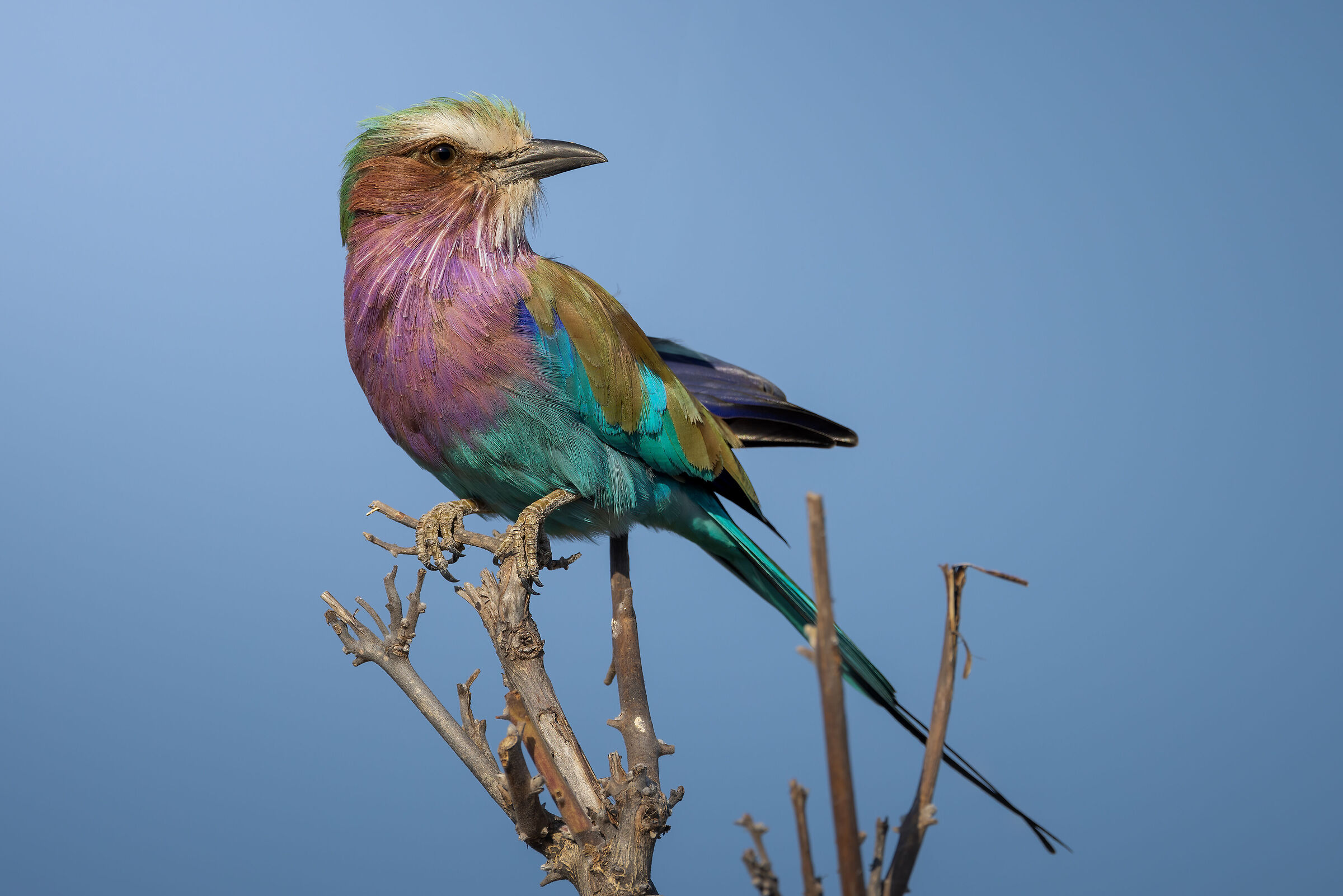 Peculilla roller