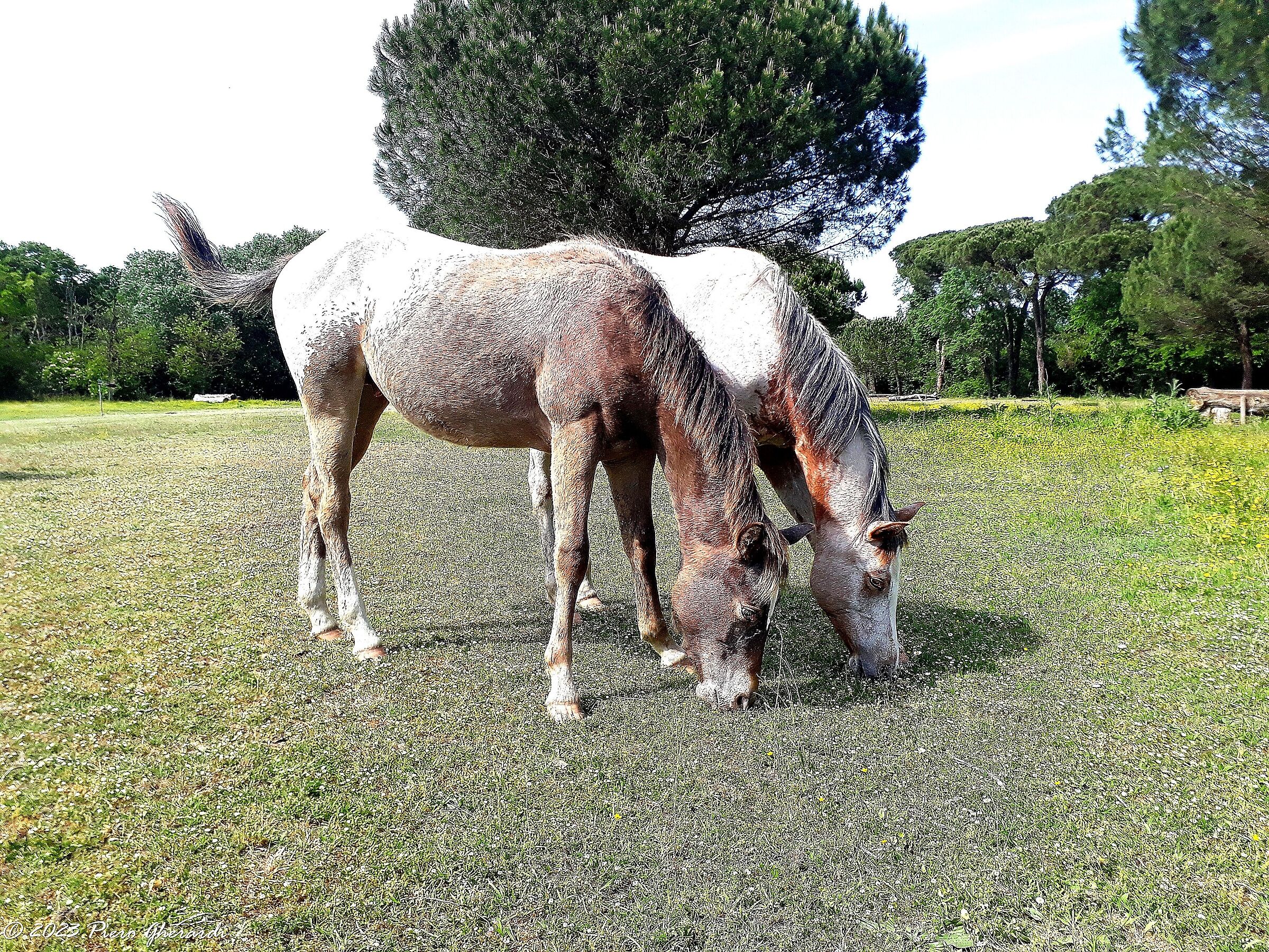 Cavalli selvatici