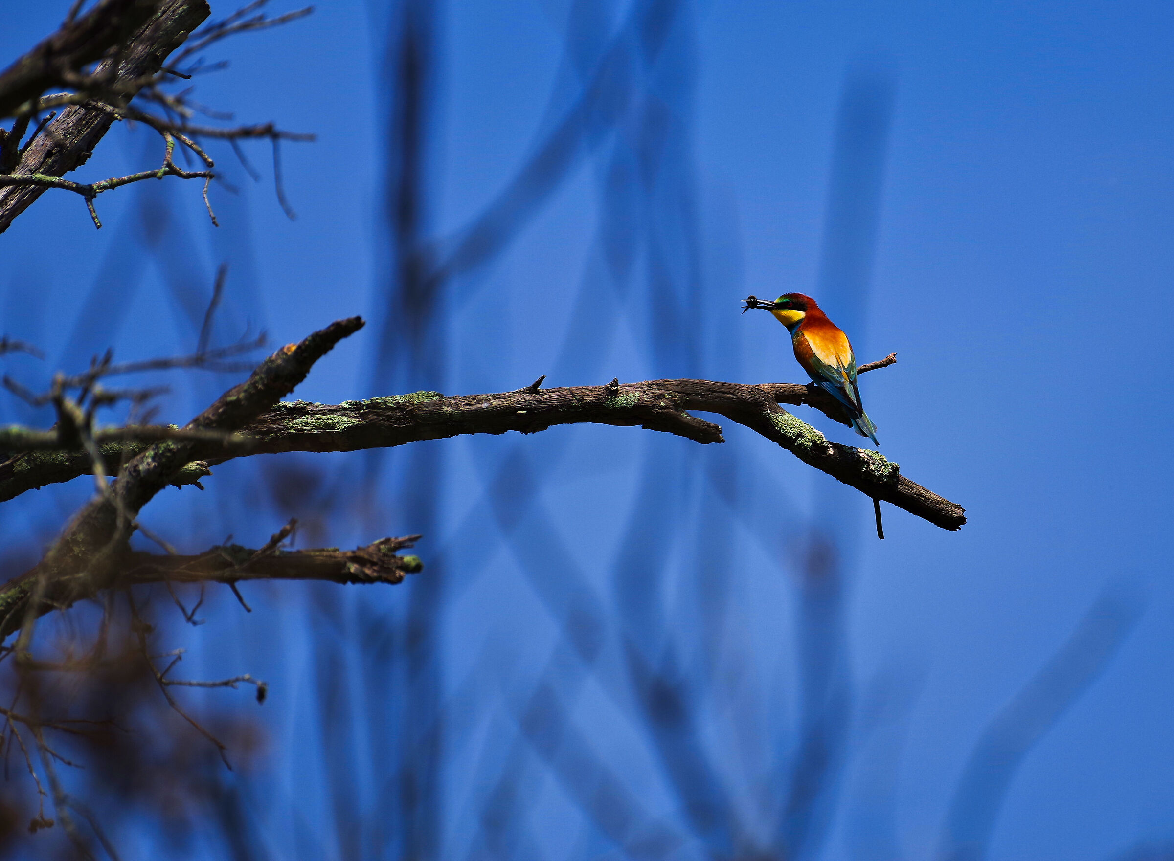 Bee-eater 1