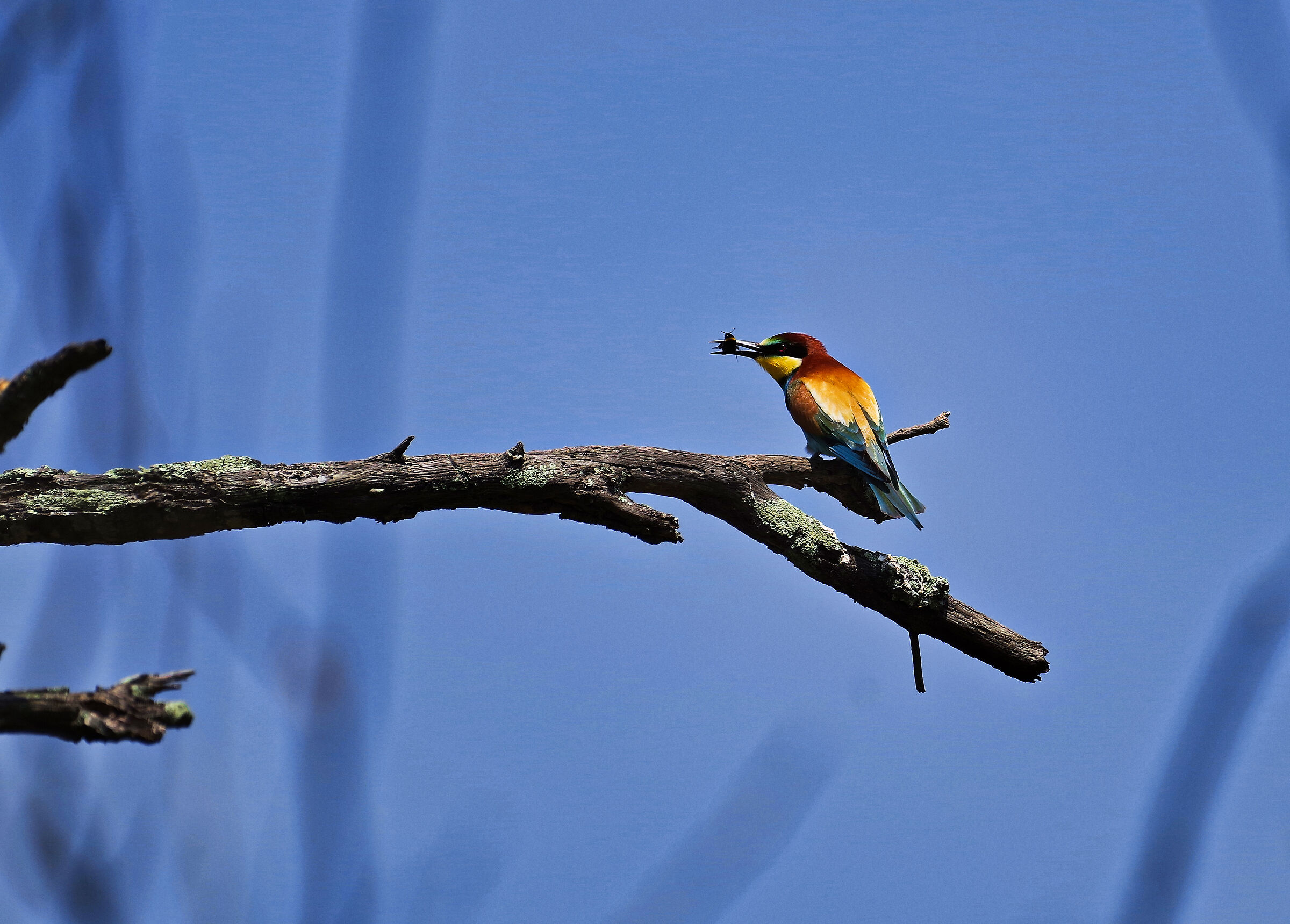 Bee-eater 2